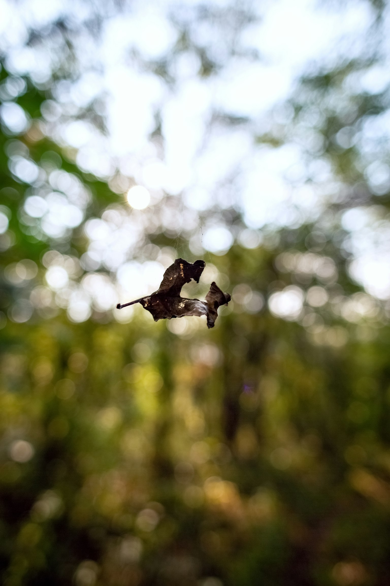 photo-yecSDqrSNlLNpdSRFZqQ-image