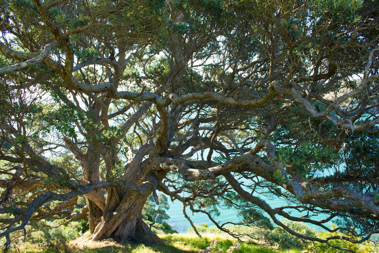 Un grand arbre aux branches étendues avec un fond de mer bleue