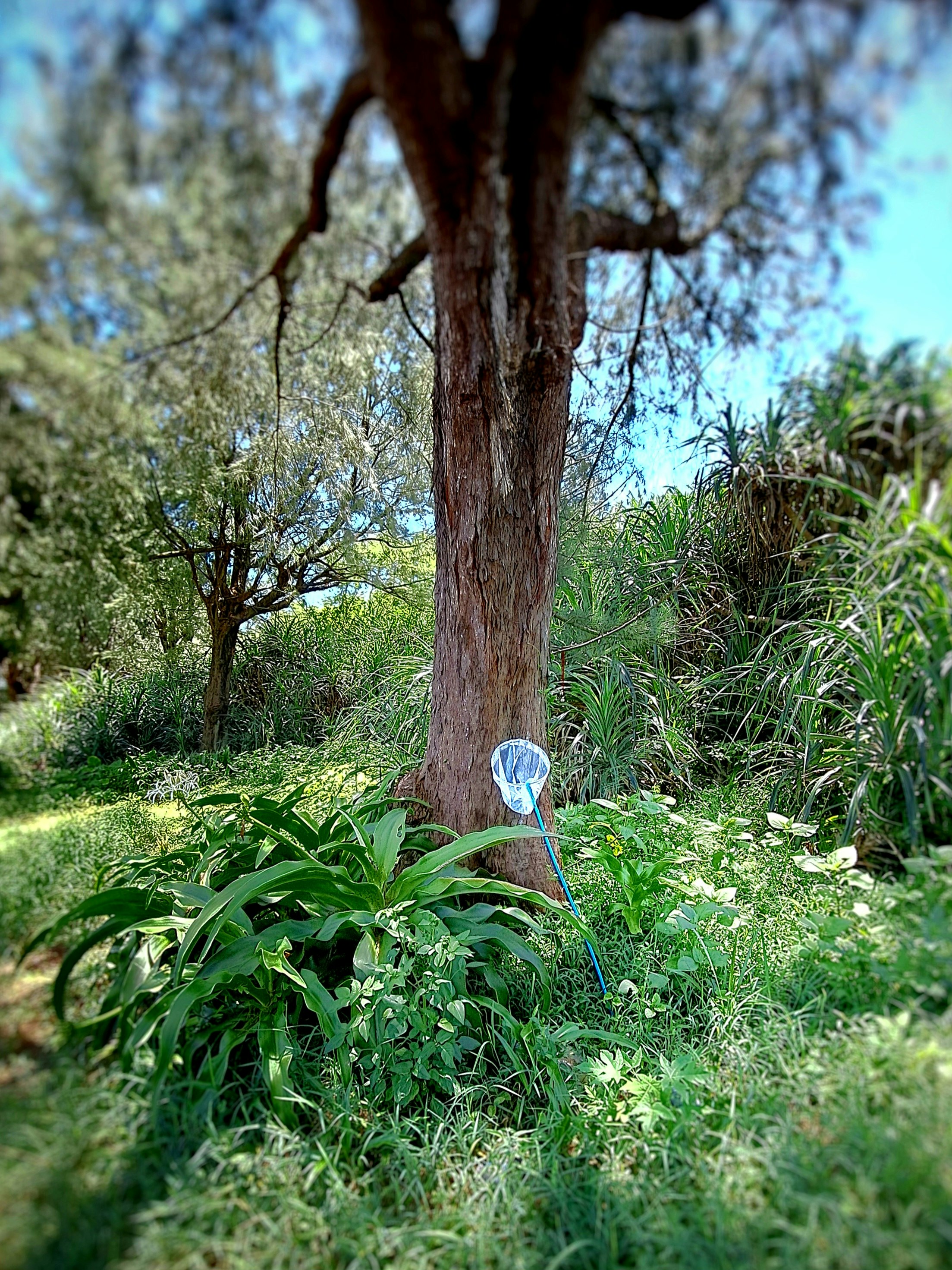 blue insect-catching net-like item left among grass and trees
