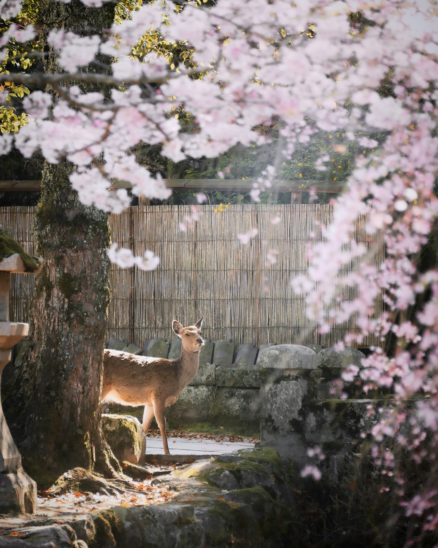 A deer standing under cherry blossom trees with beautiful pink flowers