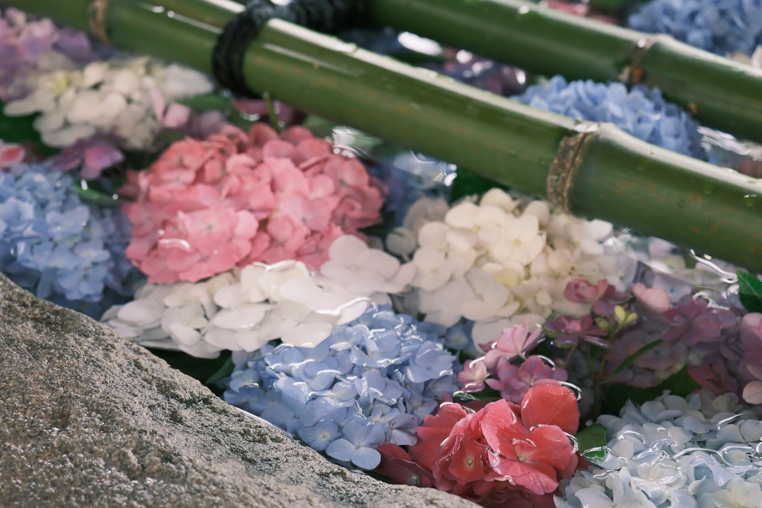 Fiori colorati che galleggiano tra i bambù