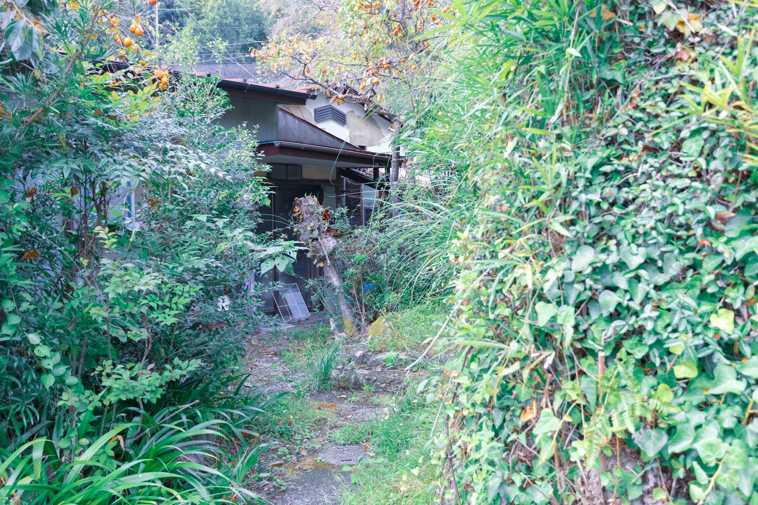 Schmaler Weg umgeben von üppigem Grün, der zu einem alten Haus führt