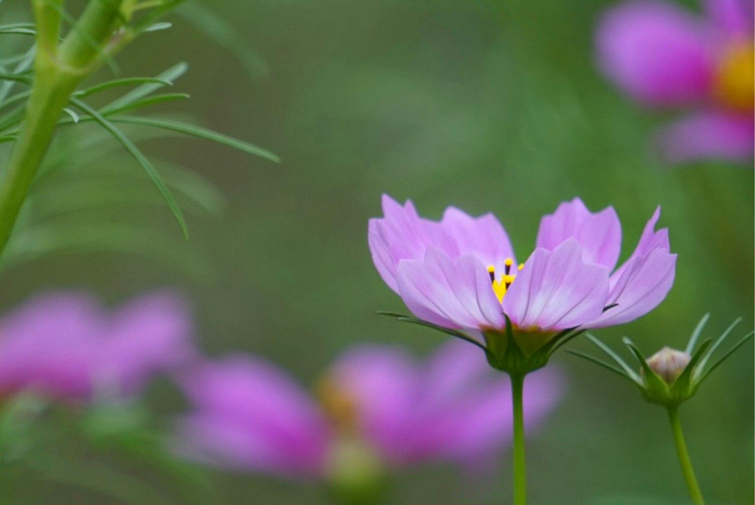 Kedekatan bunga cosmos pink dengan bunga latar belakang yang buram