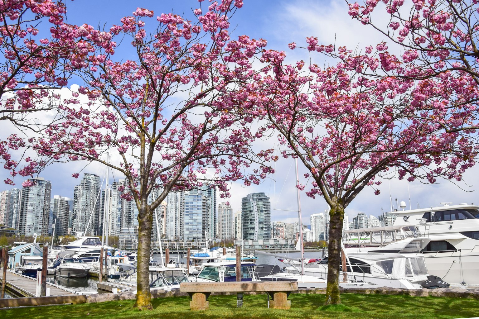 Pemandangan pohon sakura dengan gedung pencakar langit dan marina