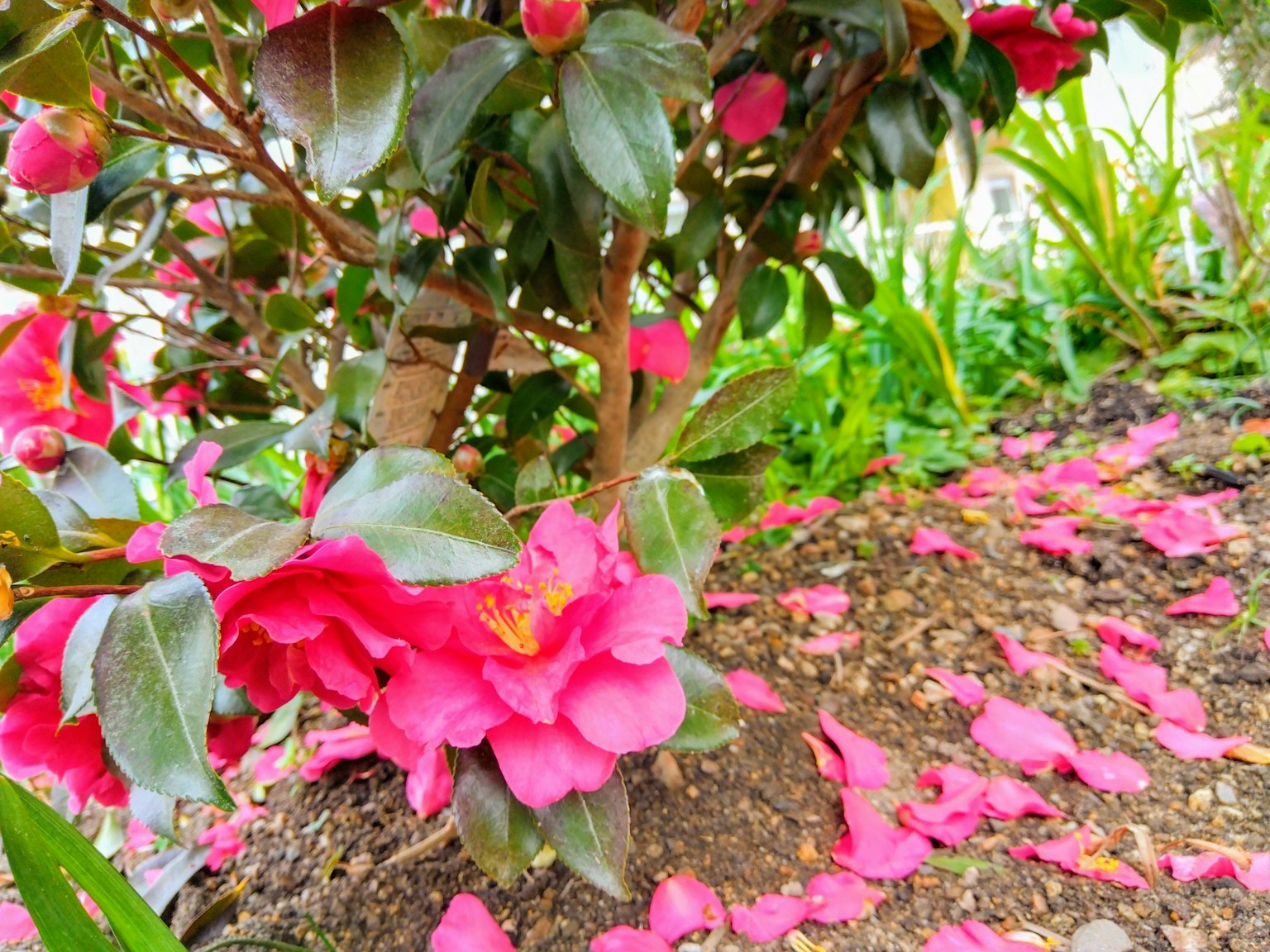 Lebendige rosa Kamelienblüten, die an einem Busch blühen, mit verstreuten Blütenblättern auf dem Boden