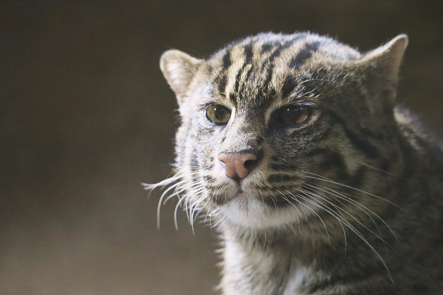Nahaufnahme einer Wildkatze mit gestreitem Gesicht