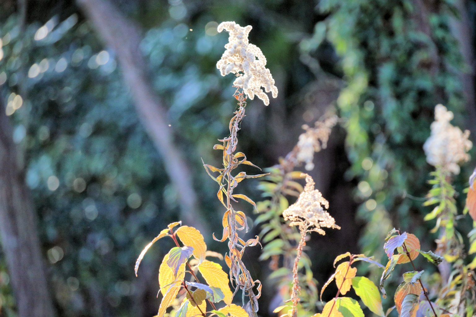 Pianta con fiori bianchi e foglie gialle in uno sfondo verde