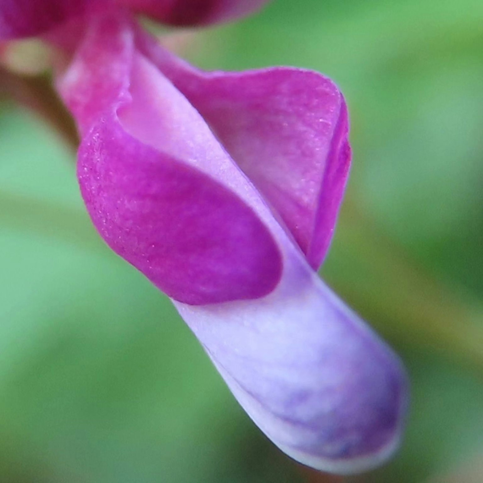 Close-up bunga cantik dengan kelopak ungu dan putih