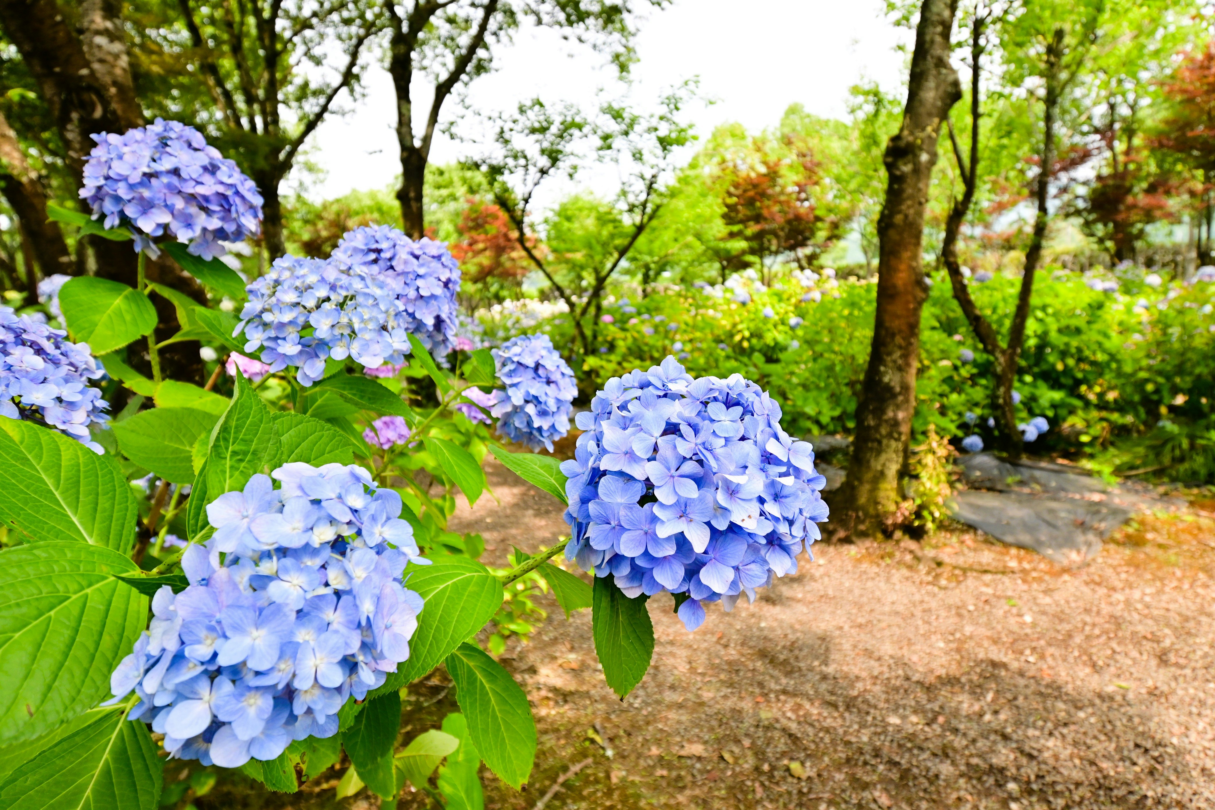 あじさいの花が咲く庭の小道