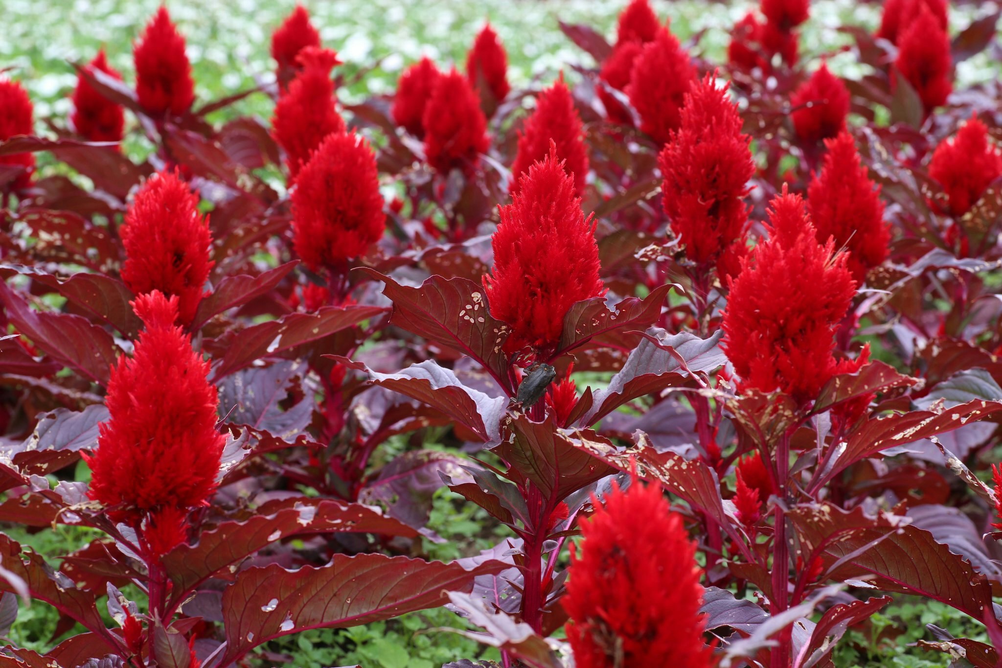 赤いケイトウ（鶏頭）の花が群生する花壇の景色