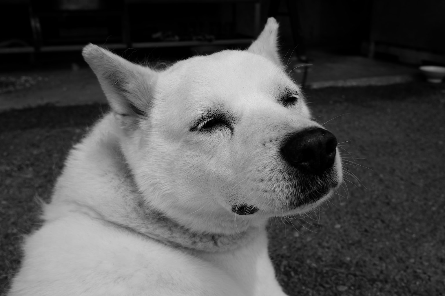 Un chien blanc avec une expression détendue assis de côté