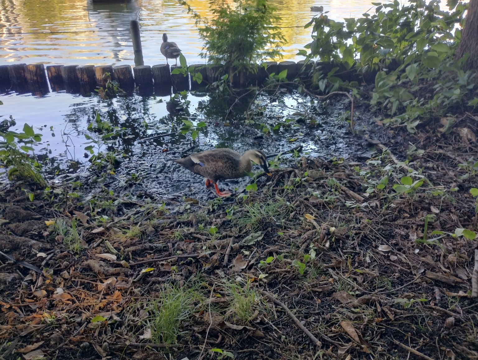 Canard fouillant près du bord de l'eau entouré de plantes vertes