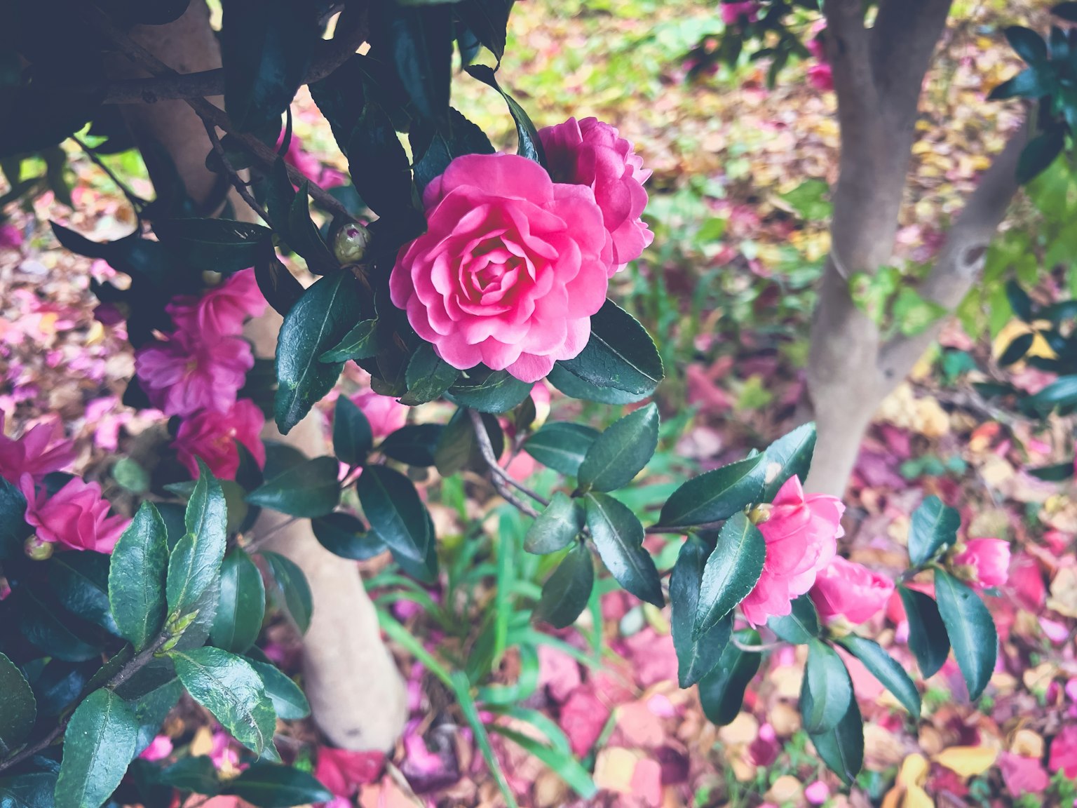 特写植物，粉色花朵和绿色叶子