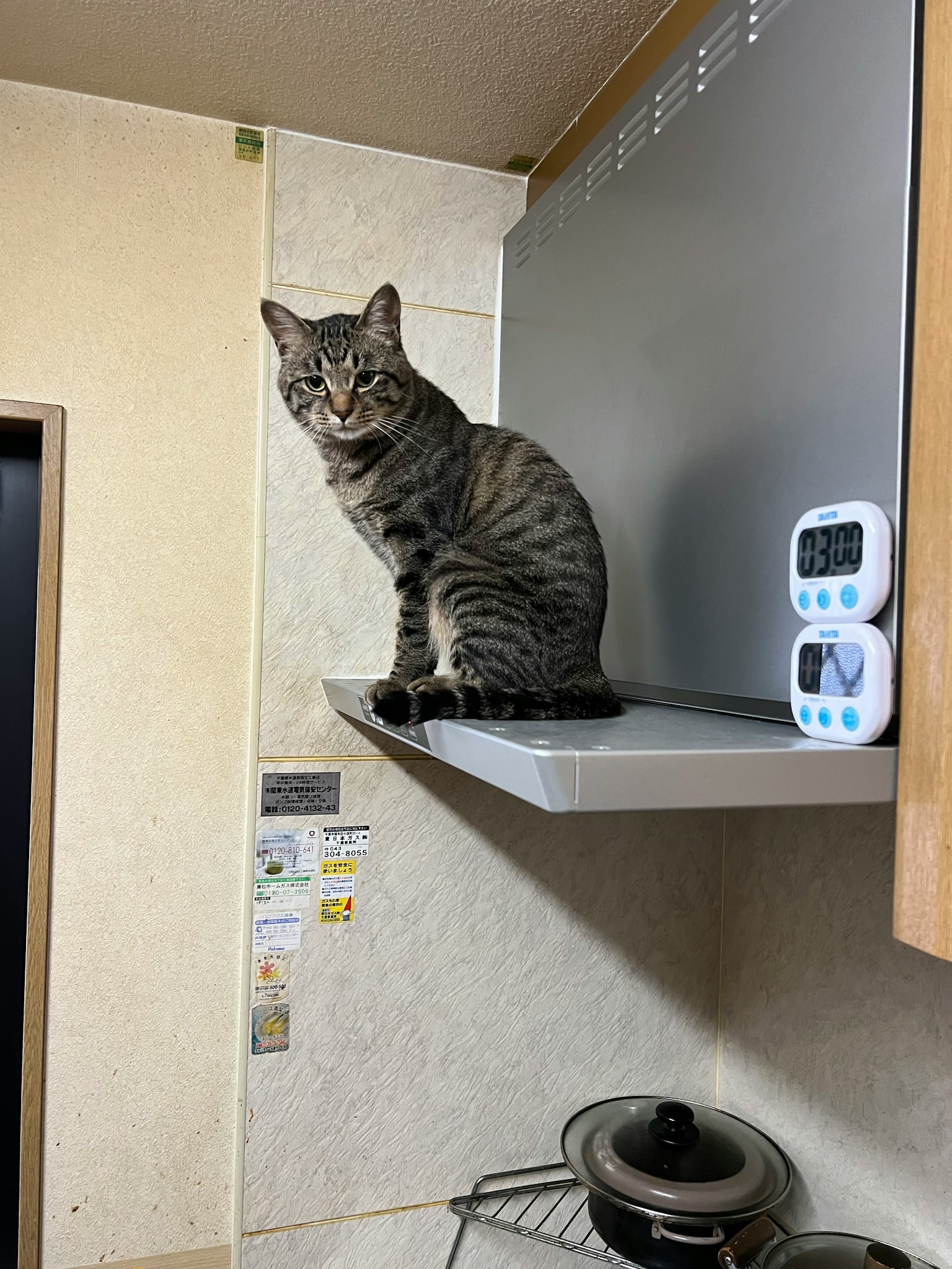 Mèo tabby xám ngồi trên kệ bếp