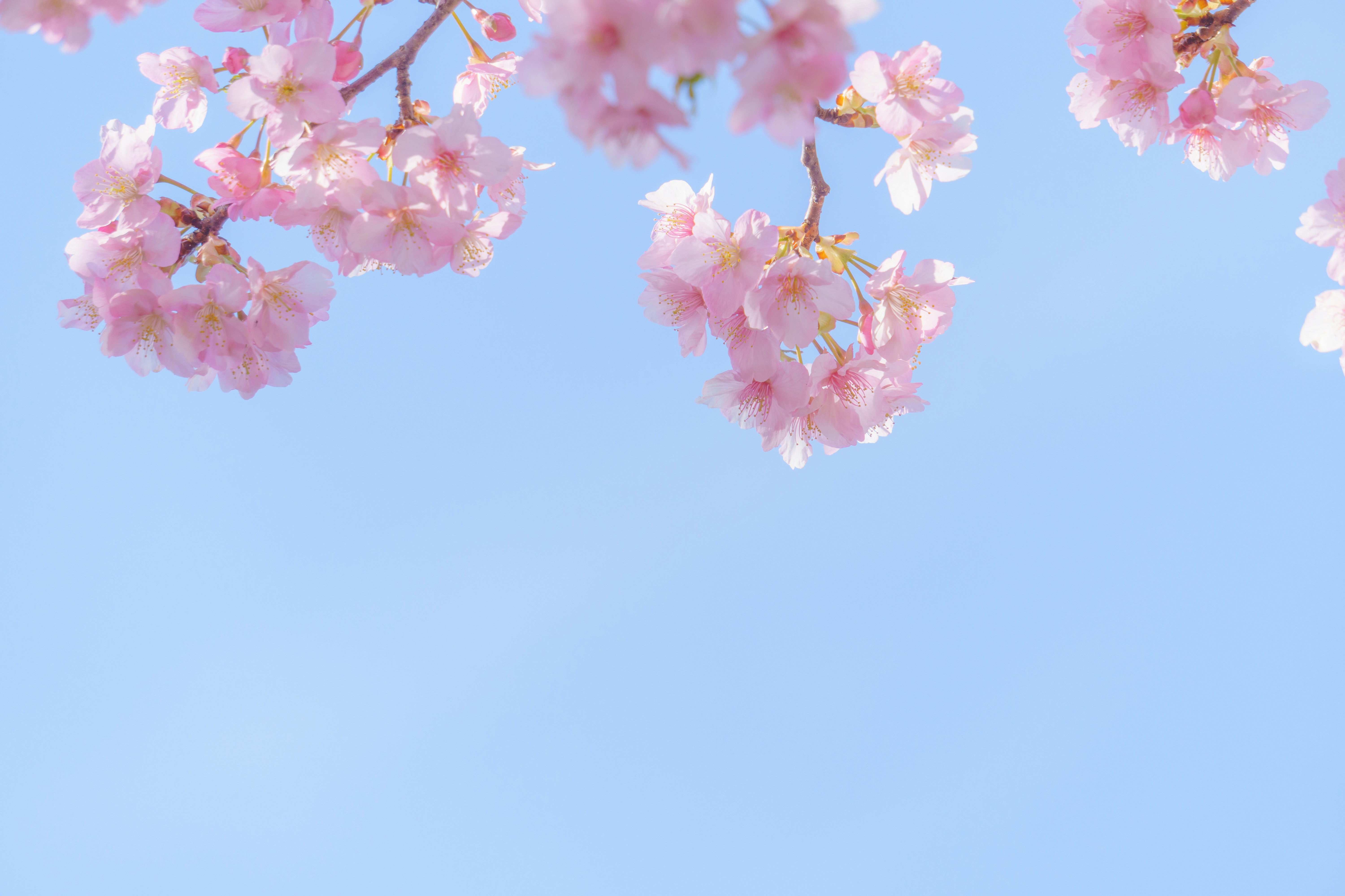 蓝天背景下的樱花特写
