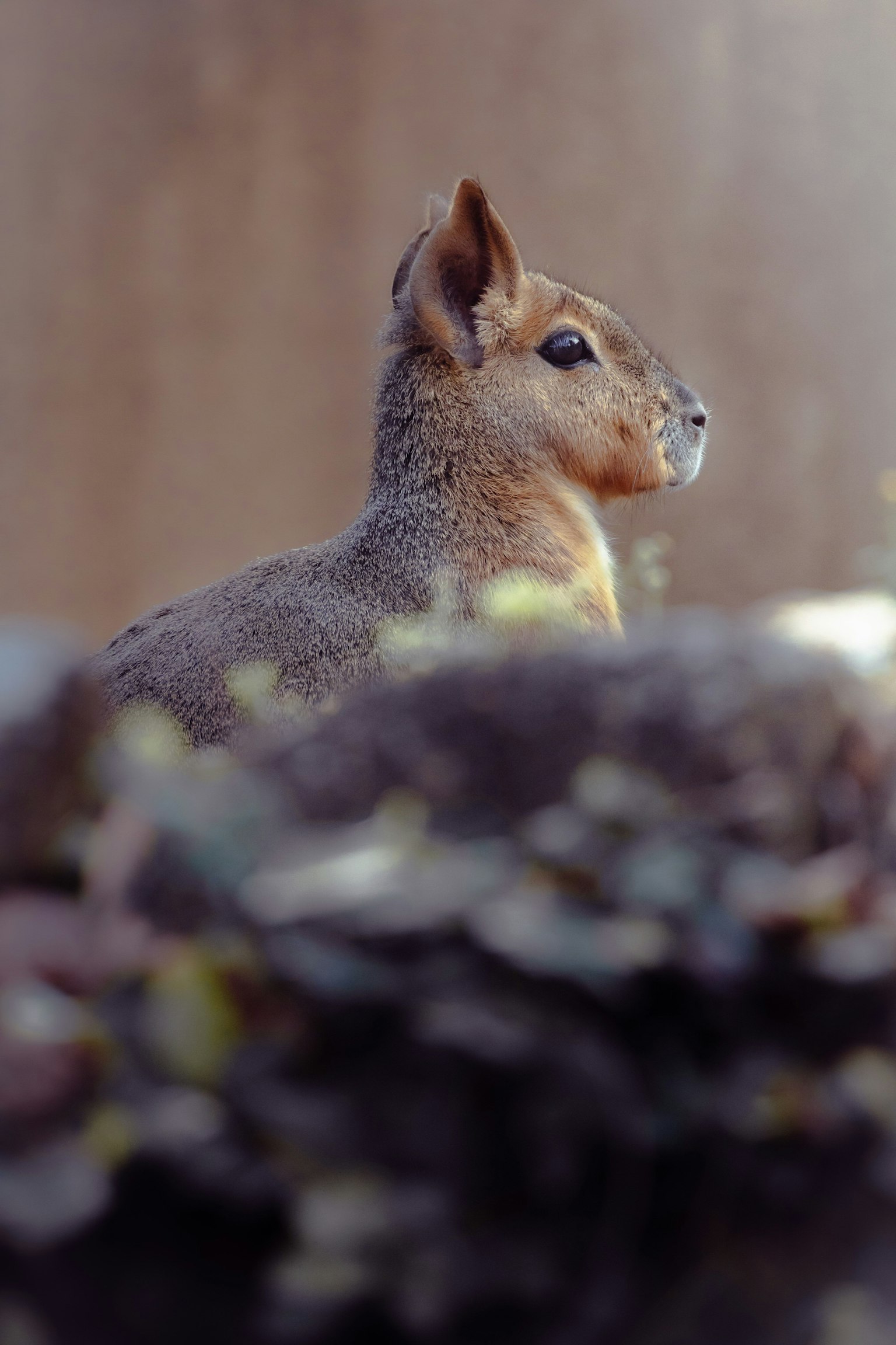 側面を向いた小さな動物の写真 背景にぼやけた植物がある