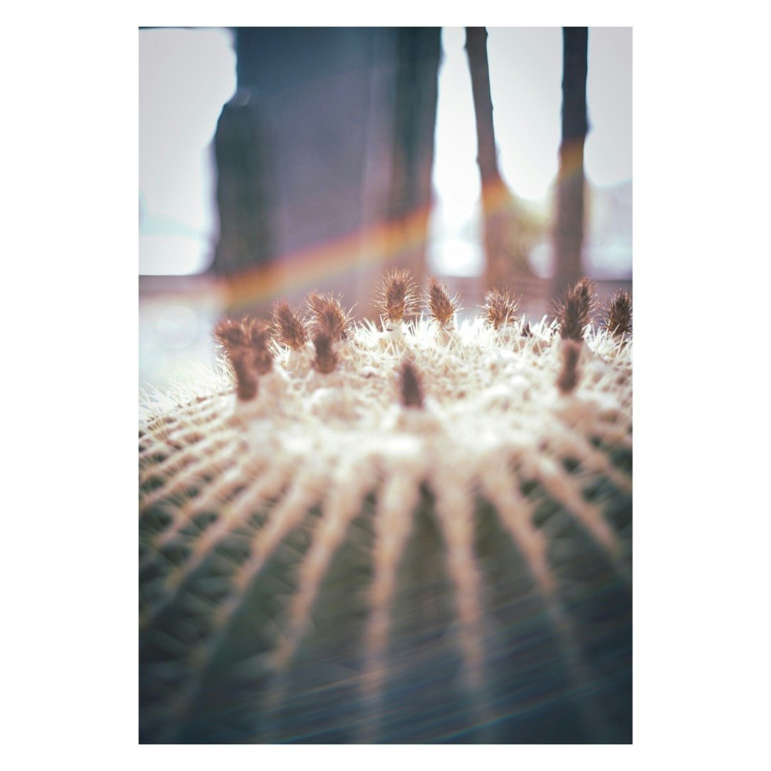 光の差すふわふわの穂先（草の種）