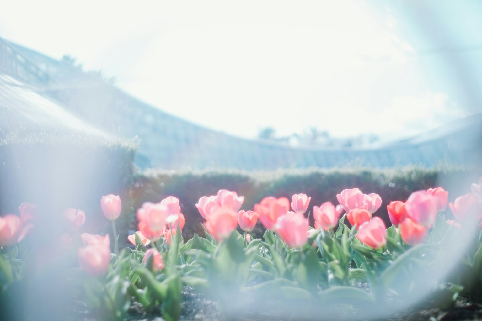 Một bức ảnh về hoa tulip hồng nở trong phong cảnh đẹp