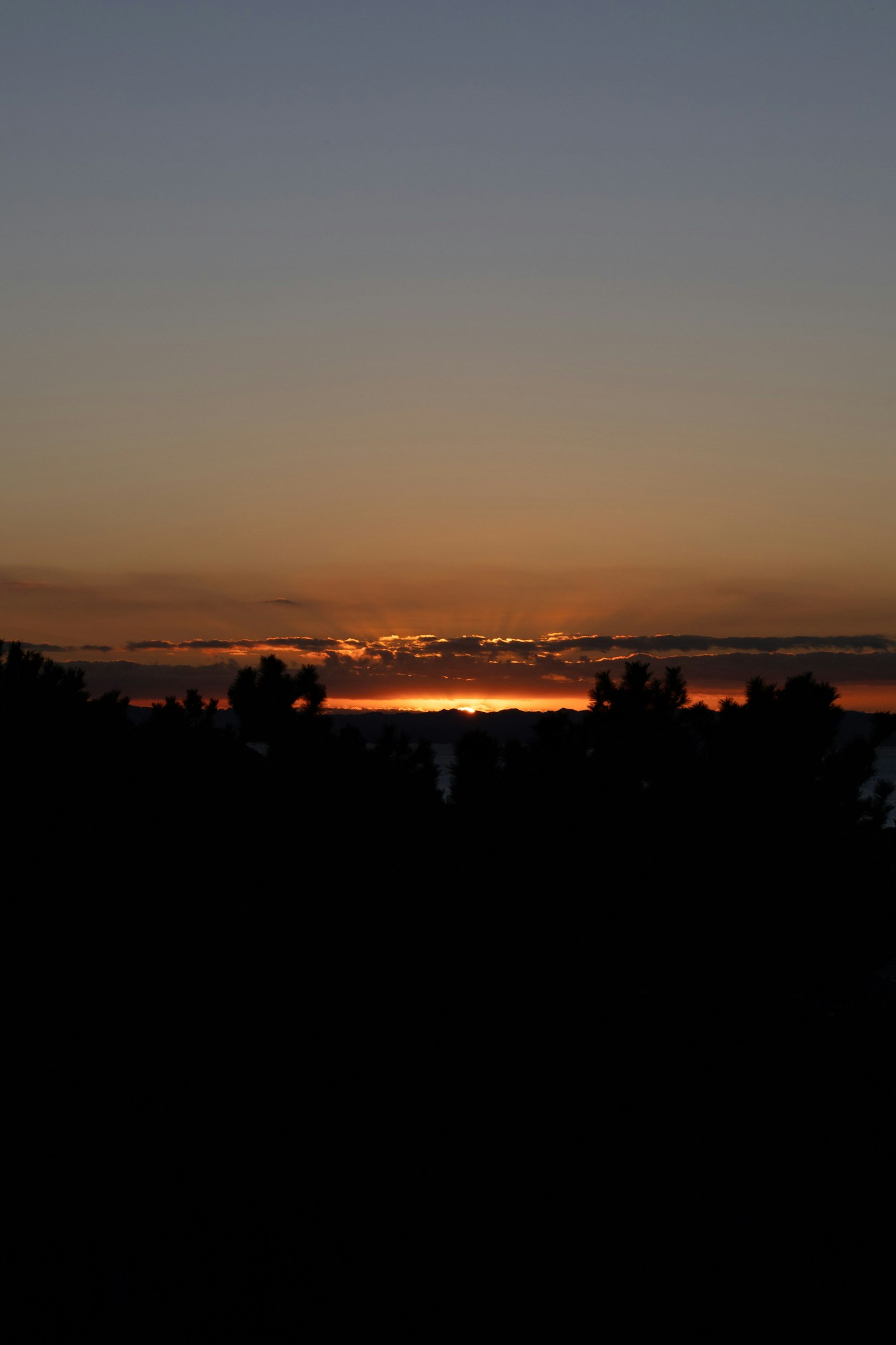 Tramonto sull'oceano con alberi in silhouette