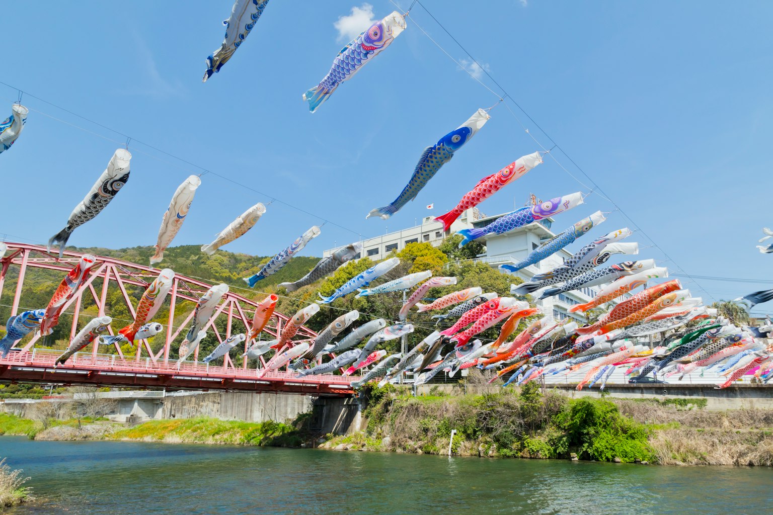 Bendera koi yang berkibar di atas sungai dengan jembatan merah di latar belakang
