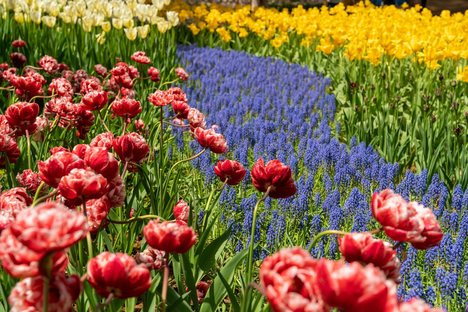 Lebendiges Tulpenfeld mit roten Tulpen und blauen Muscari-Blumen
