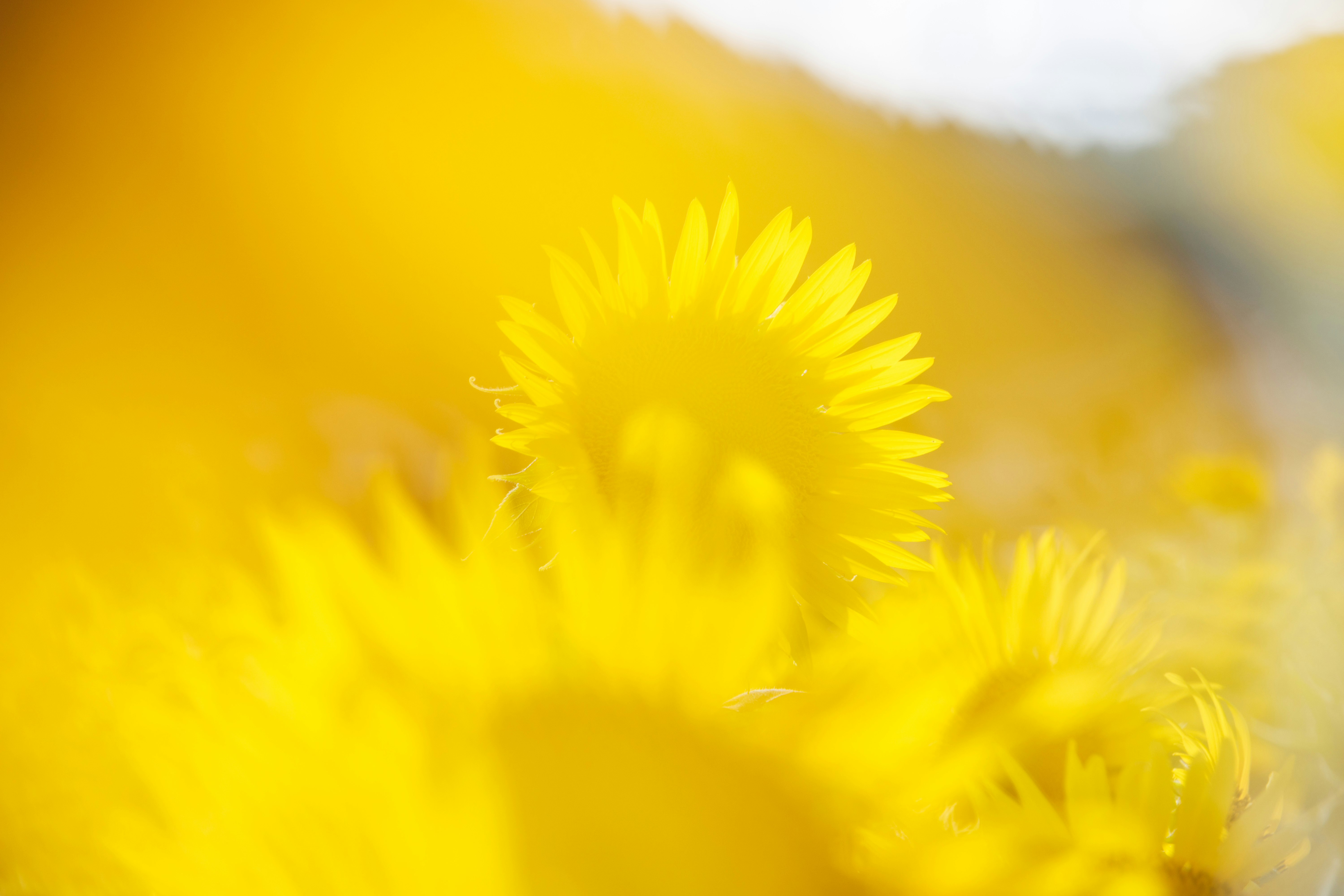 ภาพมาโครกลีบดอกไม้สีเหลืองที่กำลังบาน