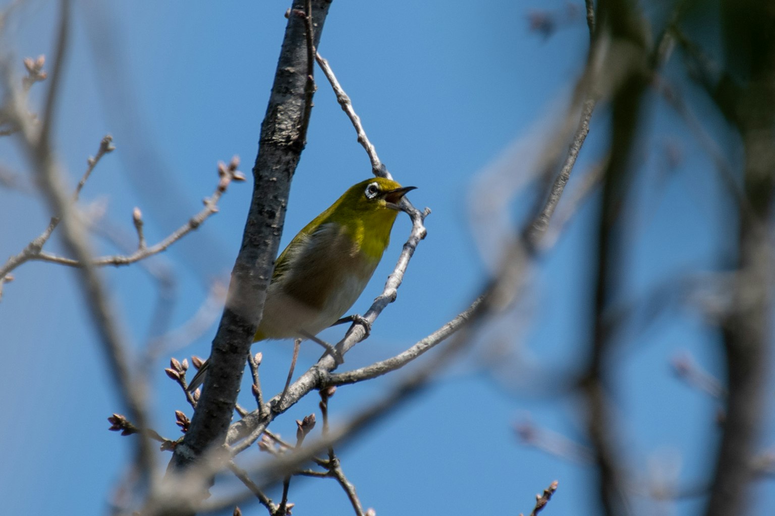 Ein kleiner Vogel auf einem Ast Heller blauer Himmel Dünne Äste im Hintergrund