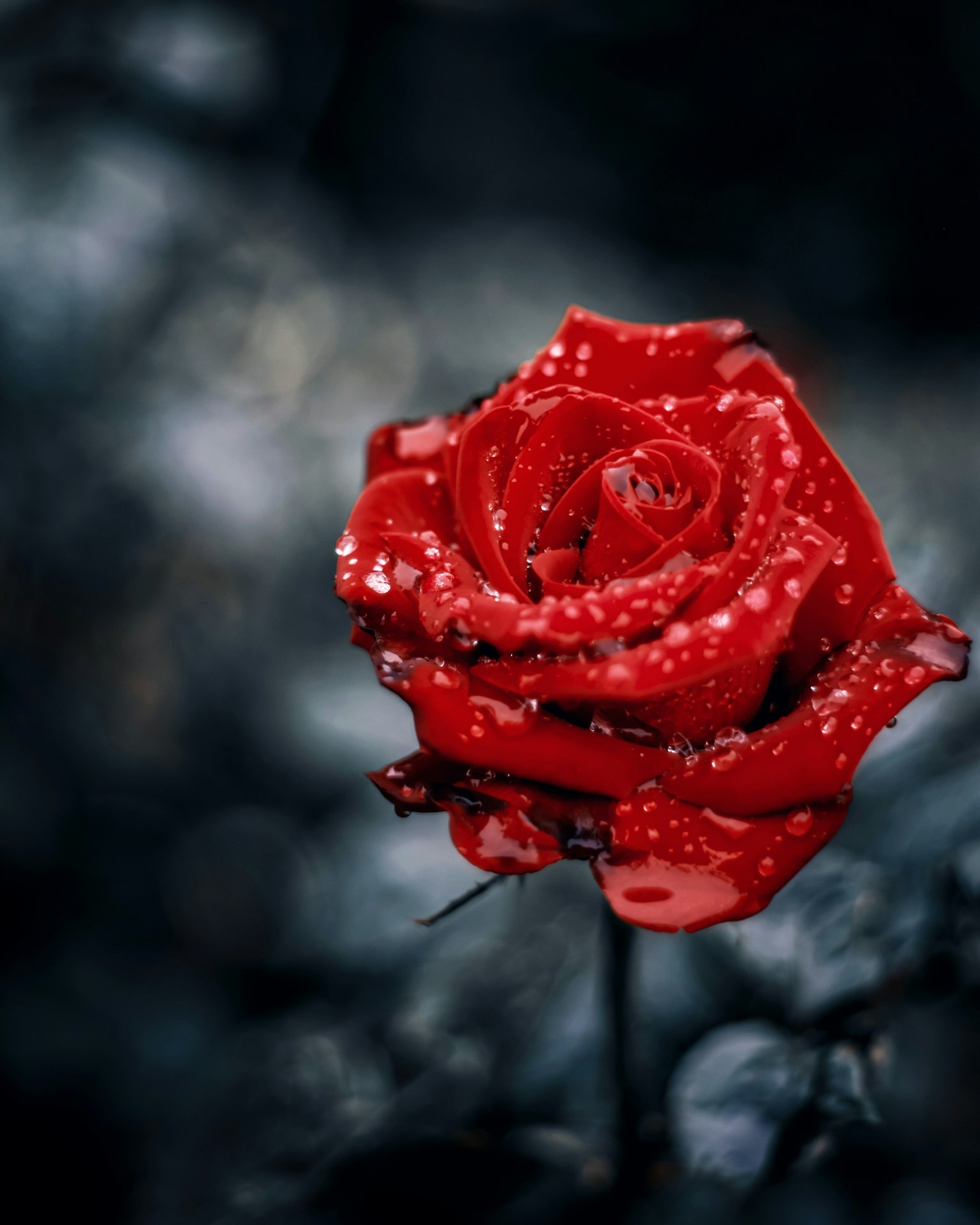 Nahaufnahme einer schönen roten Rose mit Wassertropfen
