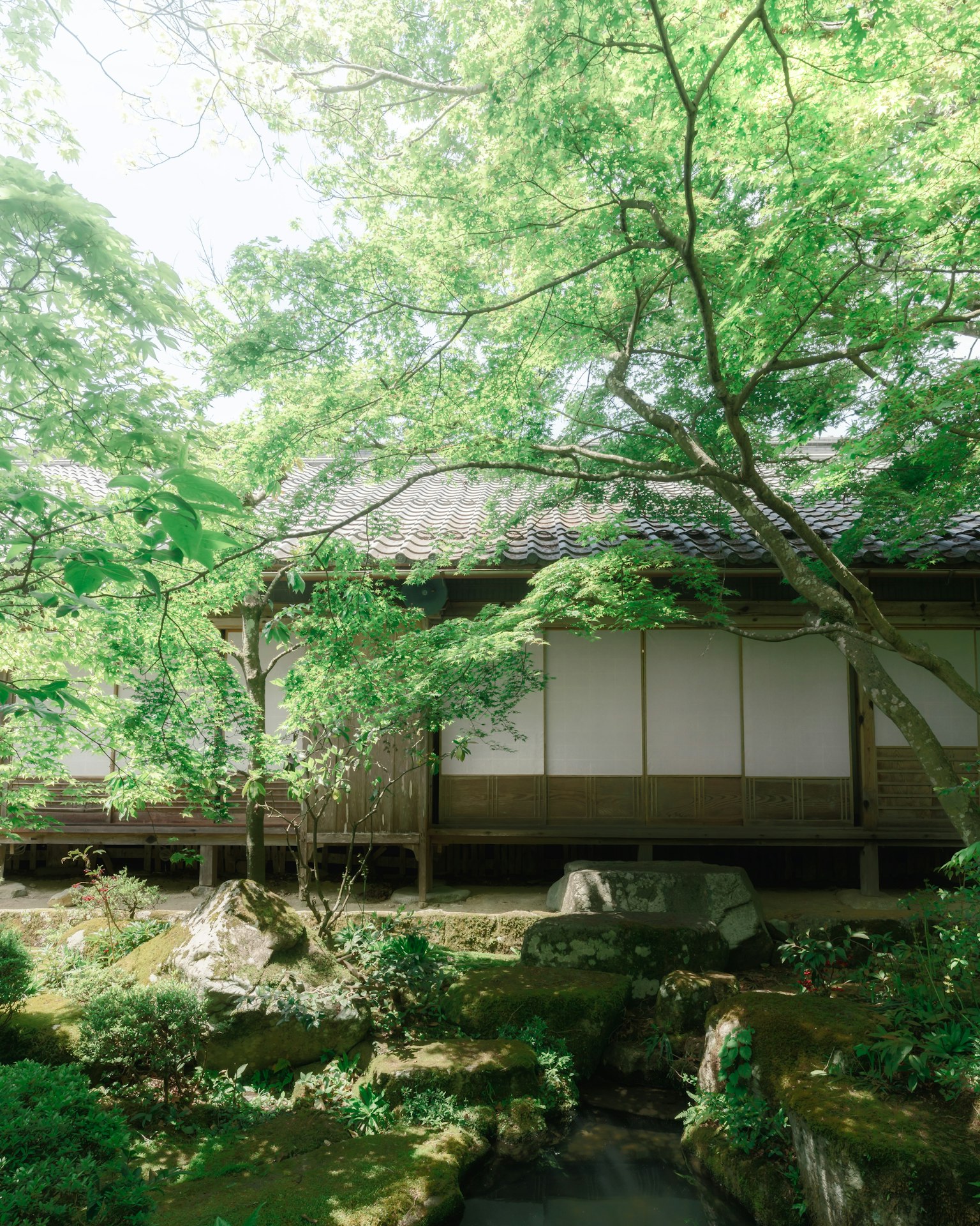 Rumah tradisional Jepang dikelilingi oleh vegetasi yang rimbun