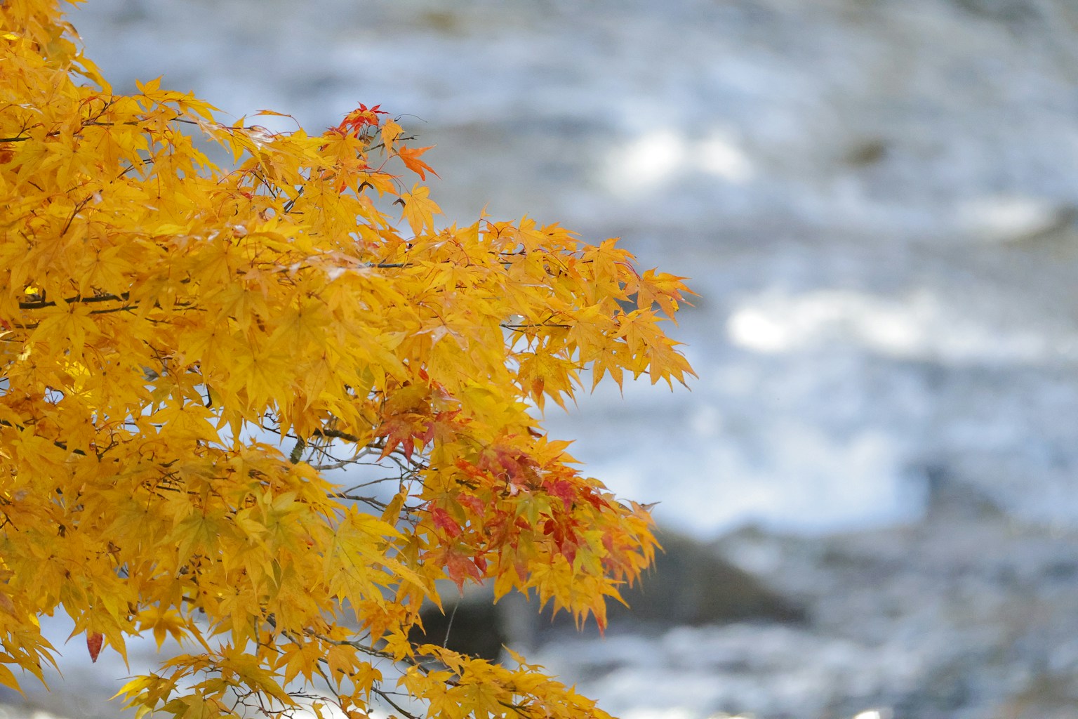 Daun kuning cerah di cabang pohon dengan aliran air kabur di latar belakang