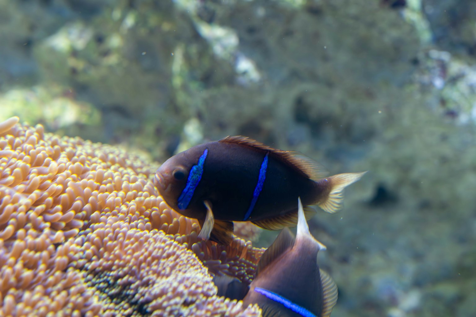 靠近珊瑚礁的藍條魚