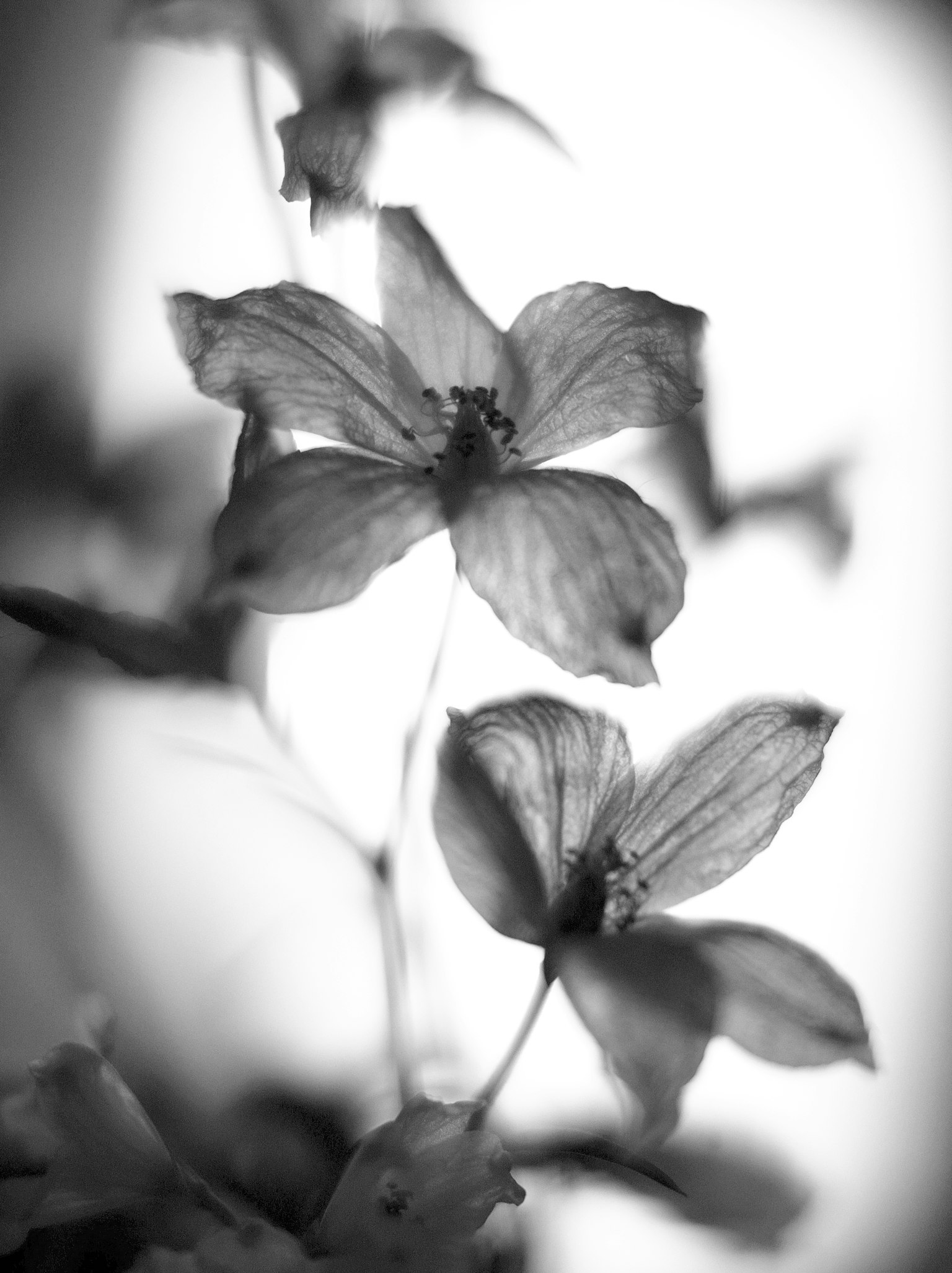 Black and white close-up of flowers with soft light and shadows delicate petals