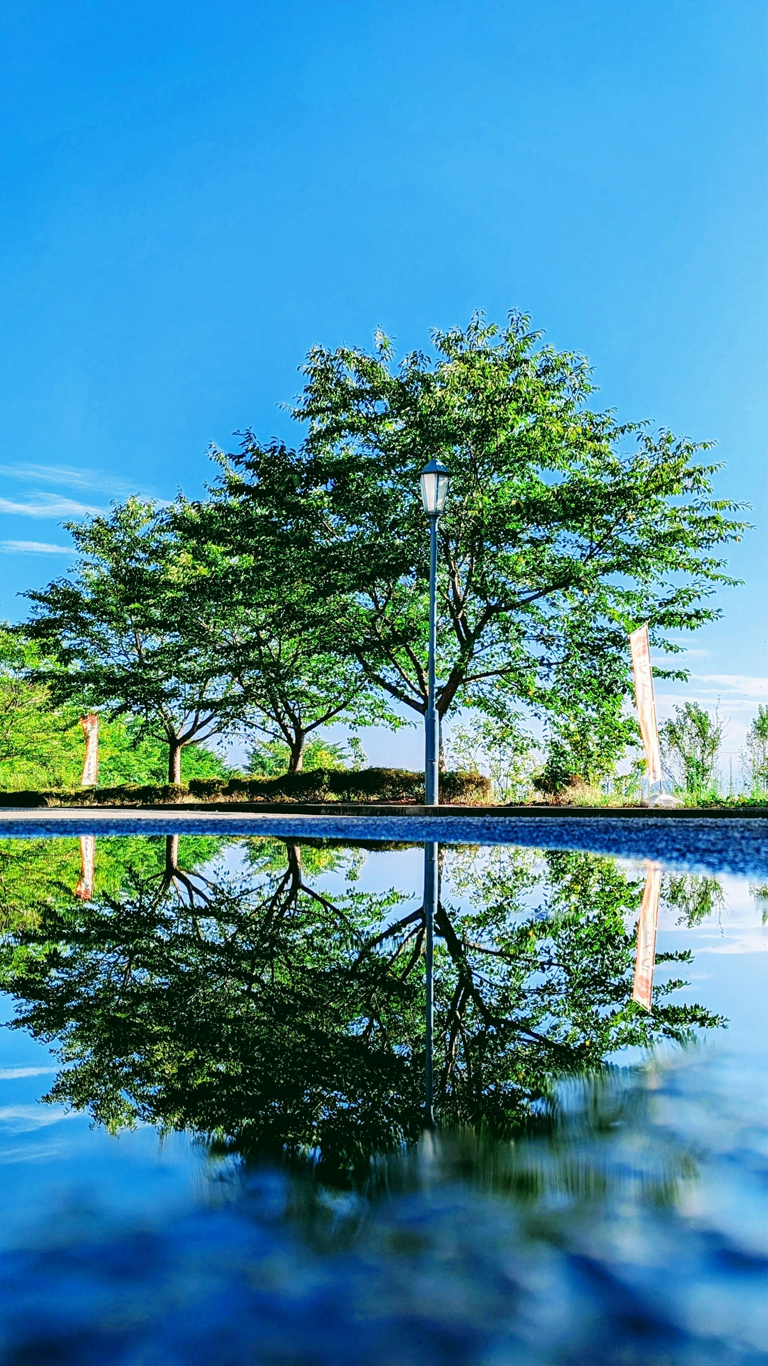 Albero verde riflesso nell'acqua sotto un cielo blu