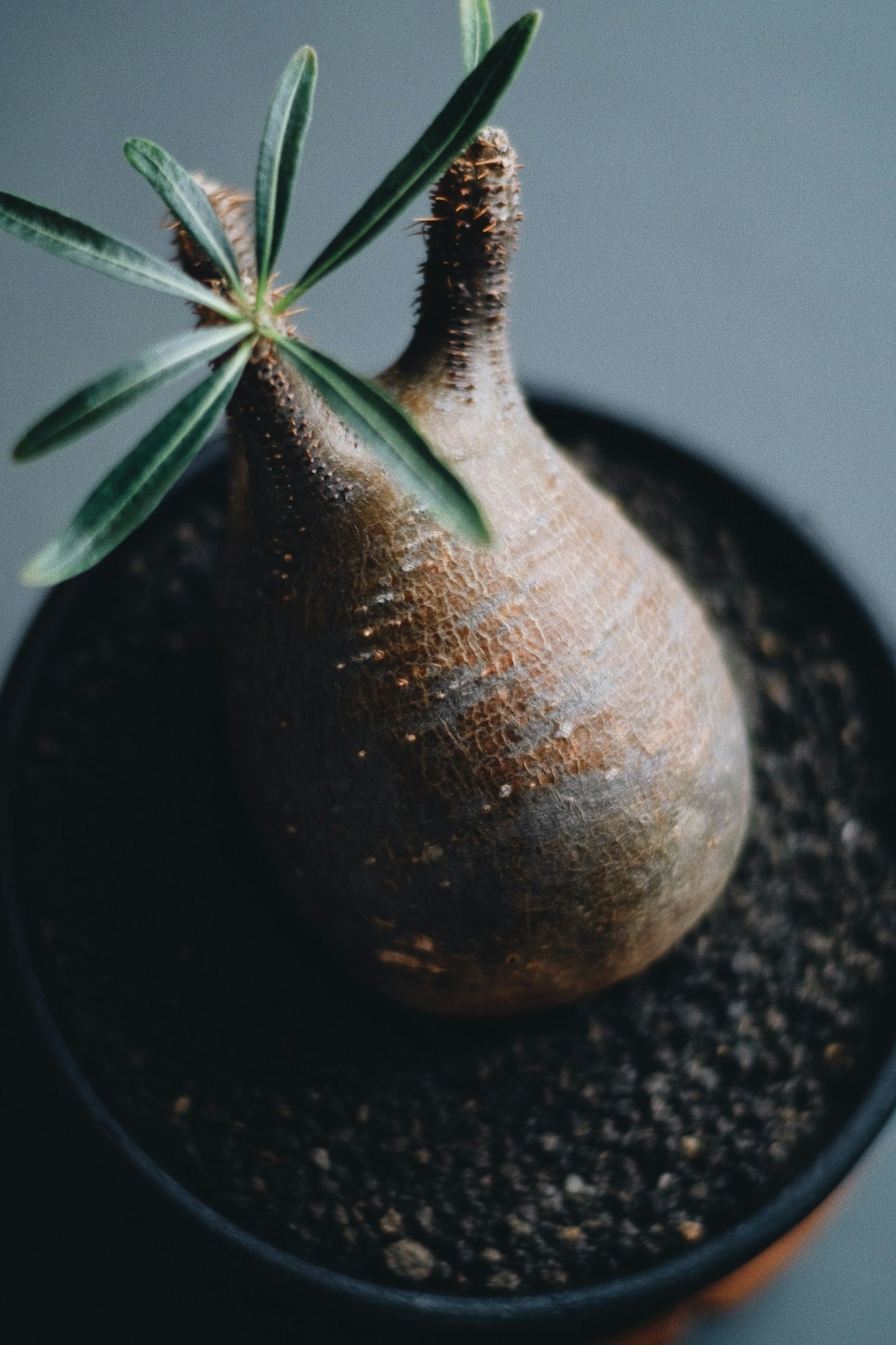 Akar tanaman dengan bentuk unik di pot dengan daun hijau