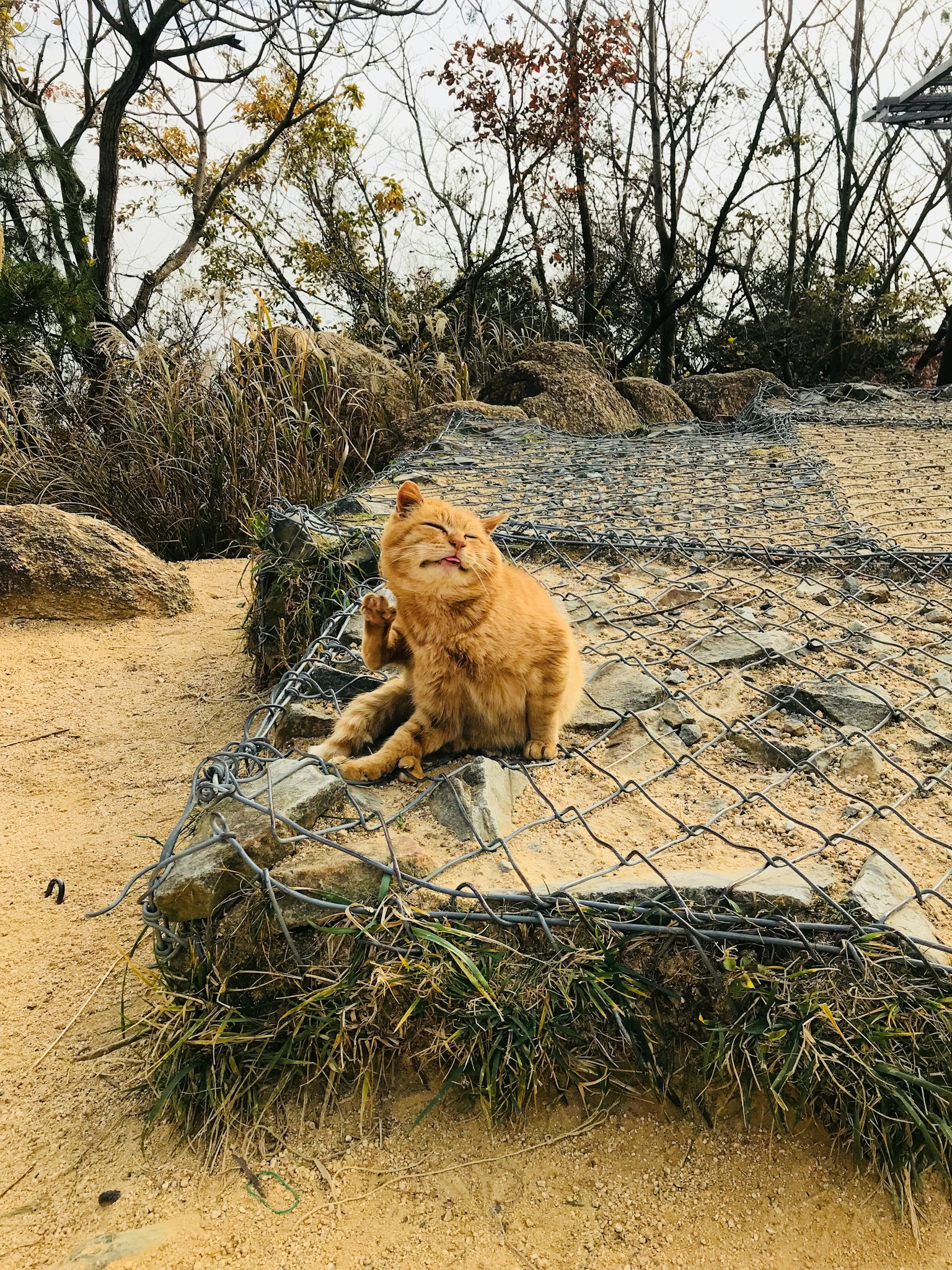 橙色猫在自然环境中的岩石上懒洋洋地晒太阳