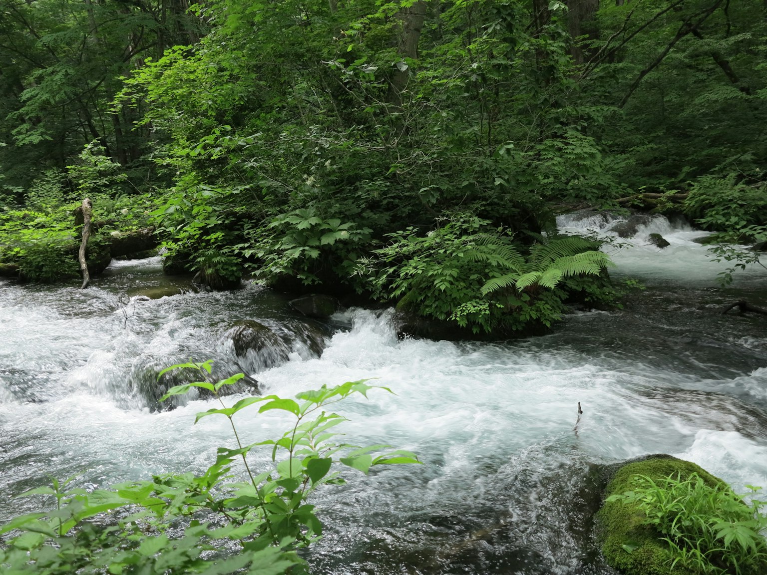 Malersicher Blick auf einen fließenden Bach, umgeben von üppigem grünem Wald