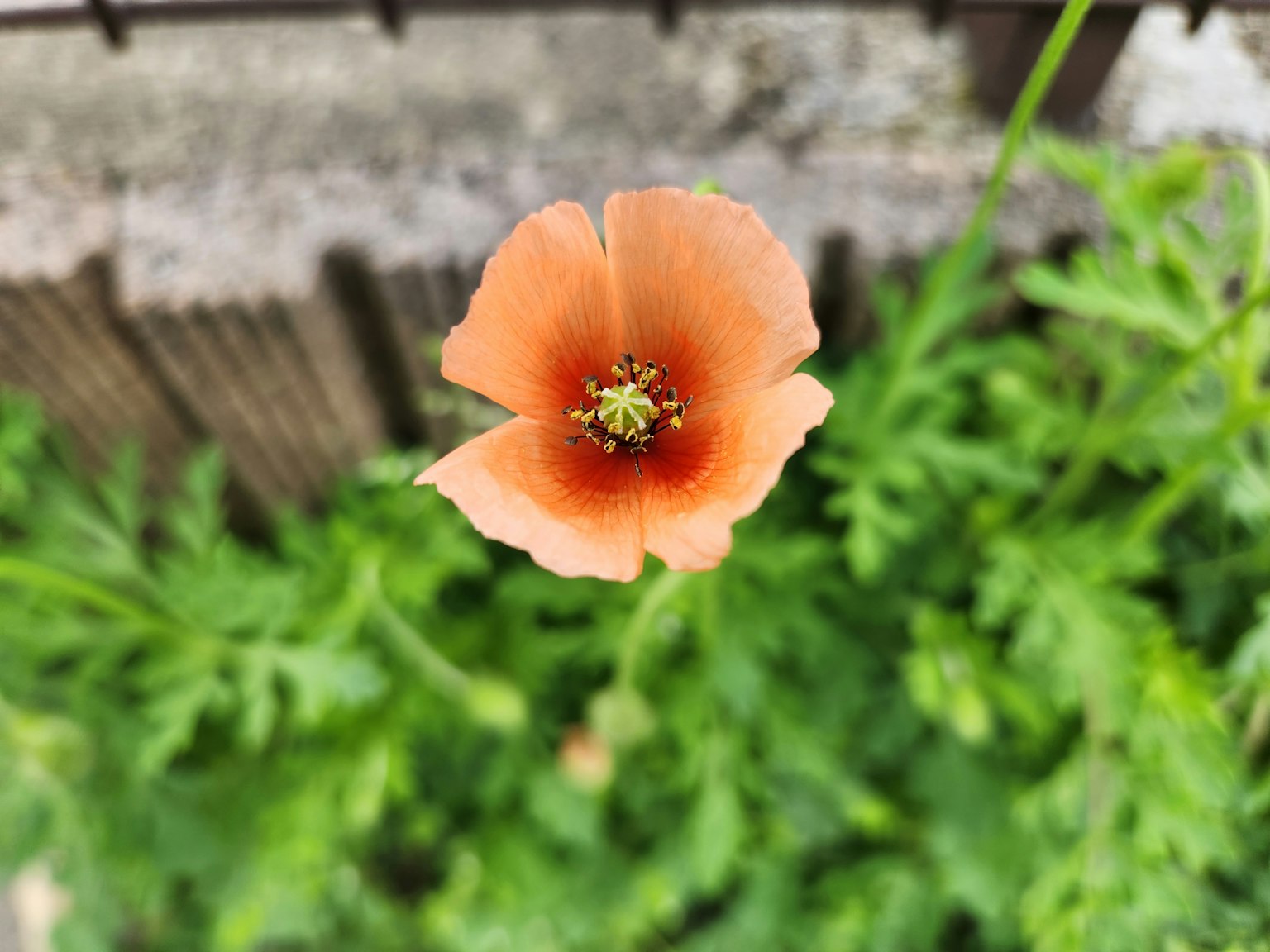 Vue de dessus d'une fleur orange avec un fond de feuillage vert