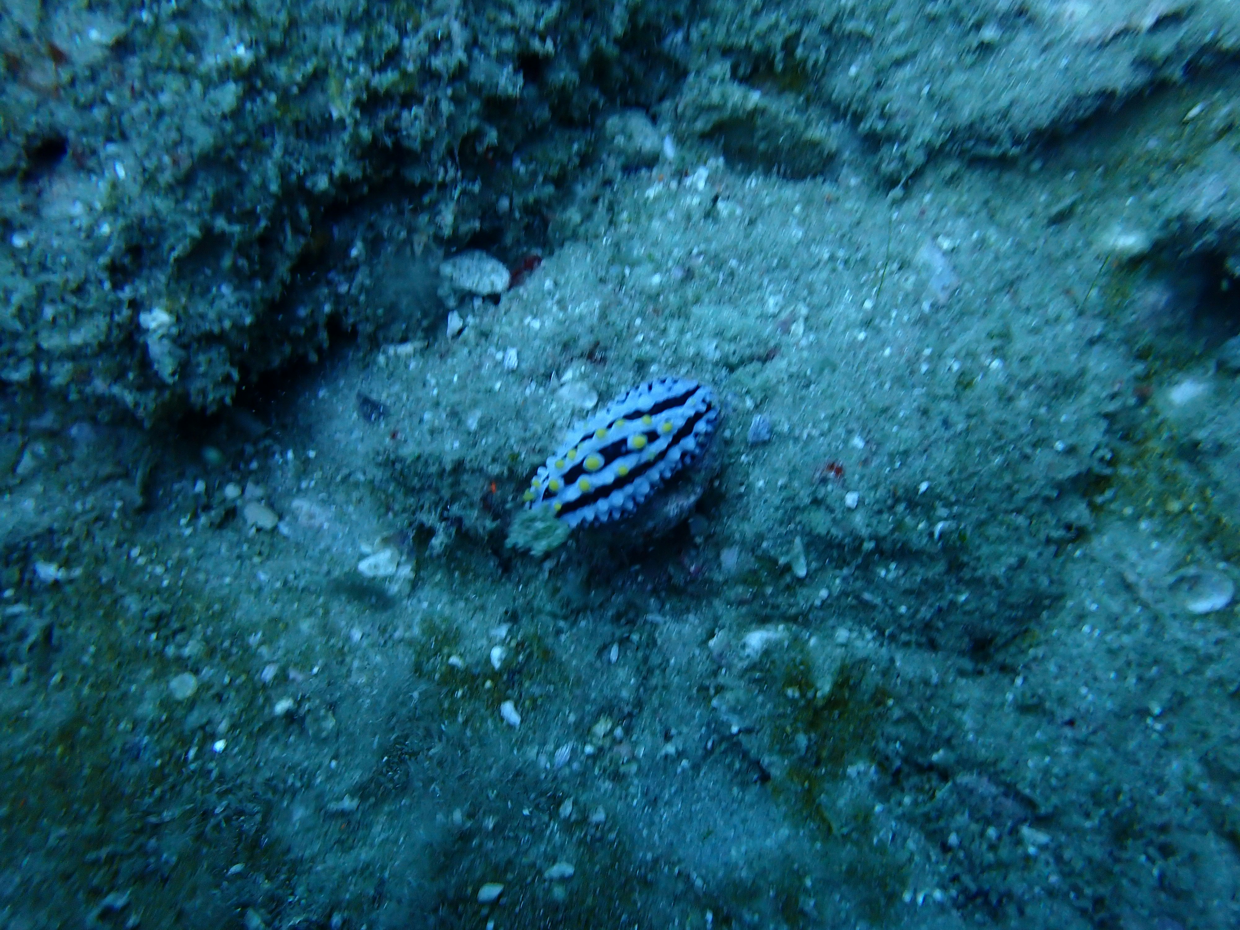 piccolo pesce che nuota su un fondale sabbioso blu