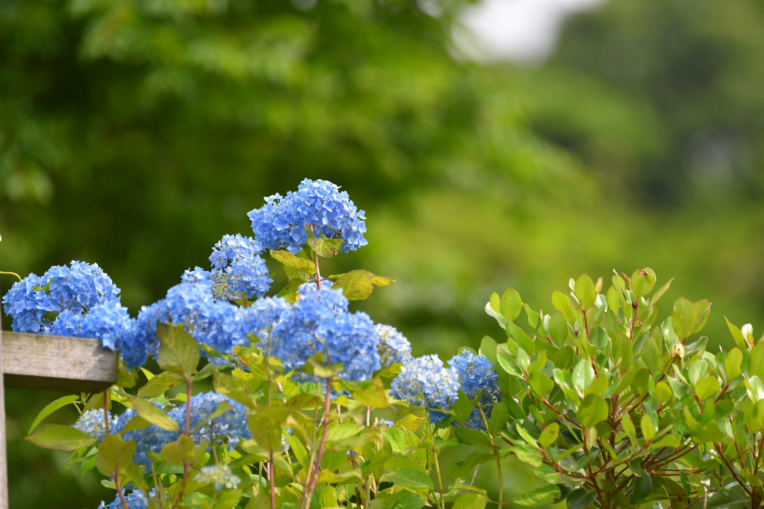 Fiori di ortensia blu con fogliame verde lussureggiante sullo sfondo