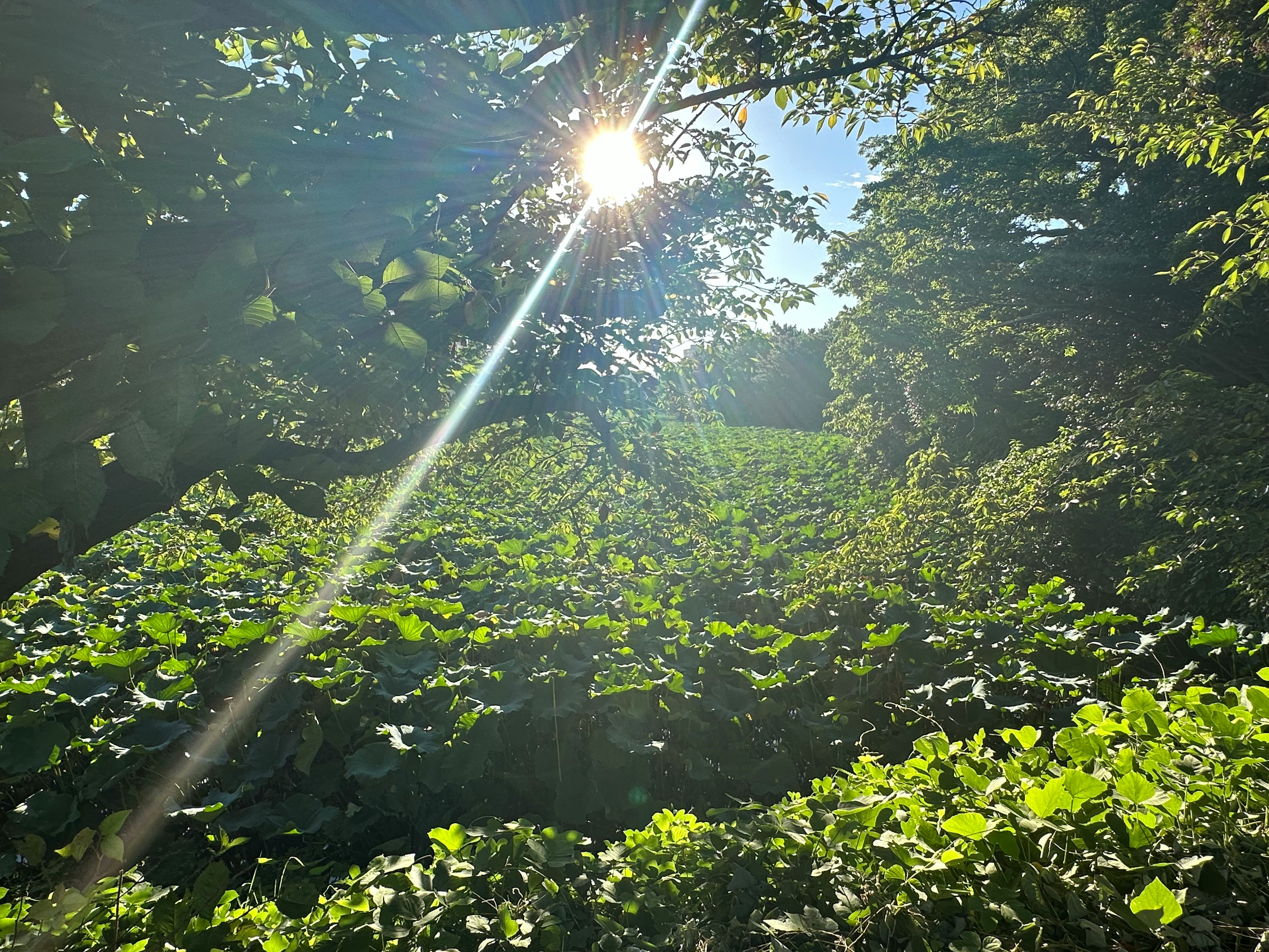 Morgensonne, die grüne Lotusblätter beleuchtet