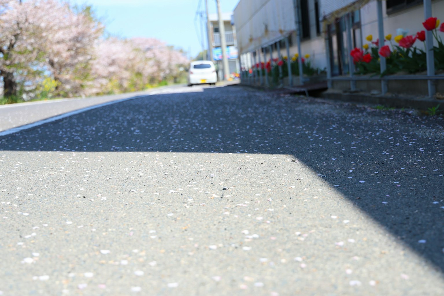 Low angle view of road with cherry blossom petals and tulips