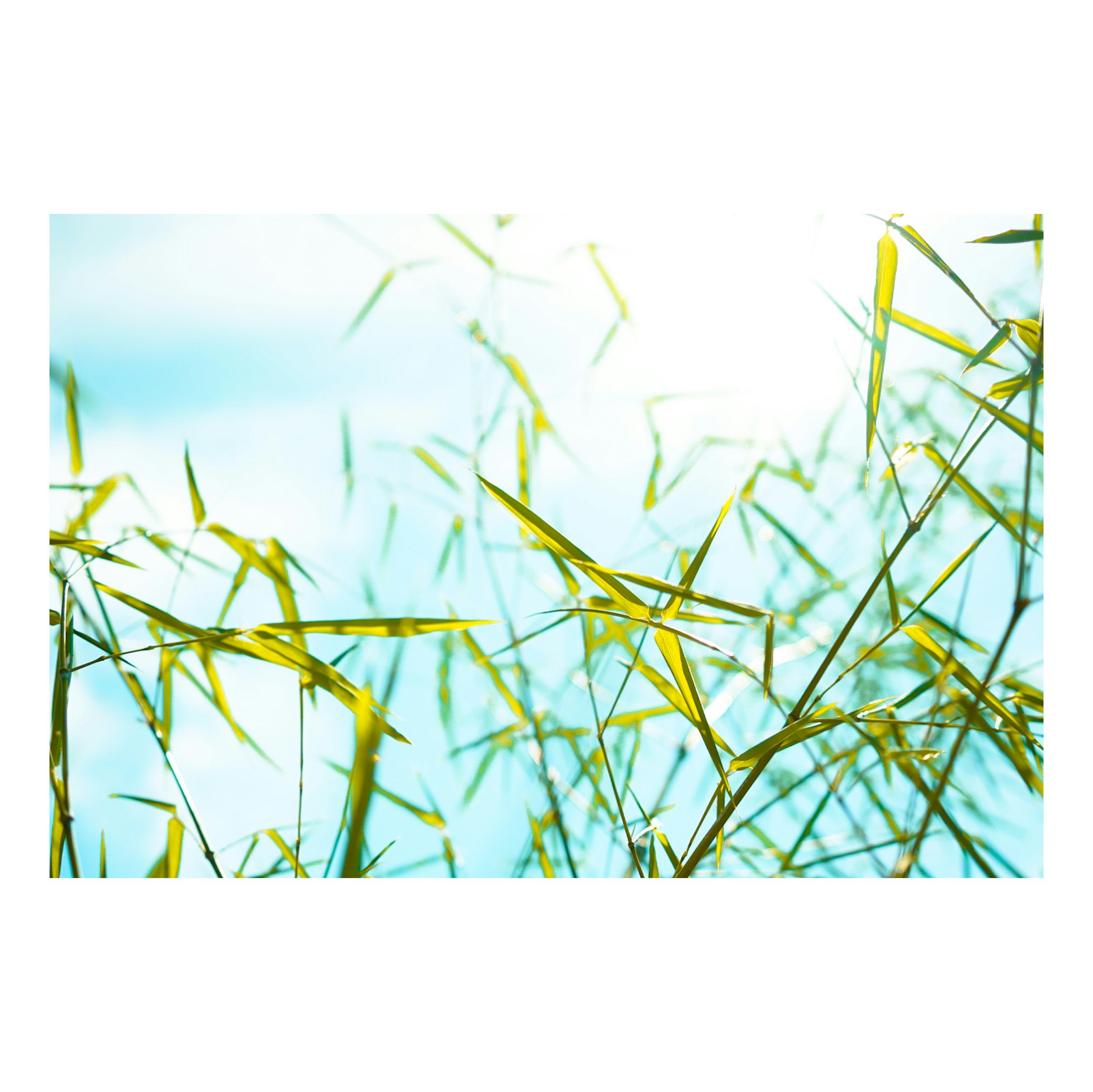 brins d’herbe qui ondulent contre un ciel bleu