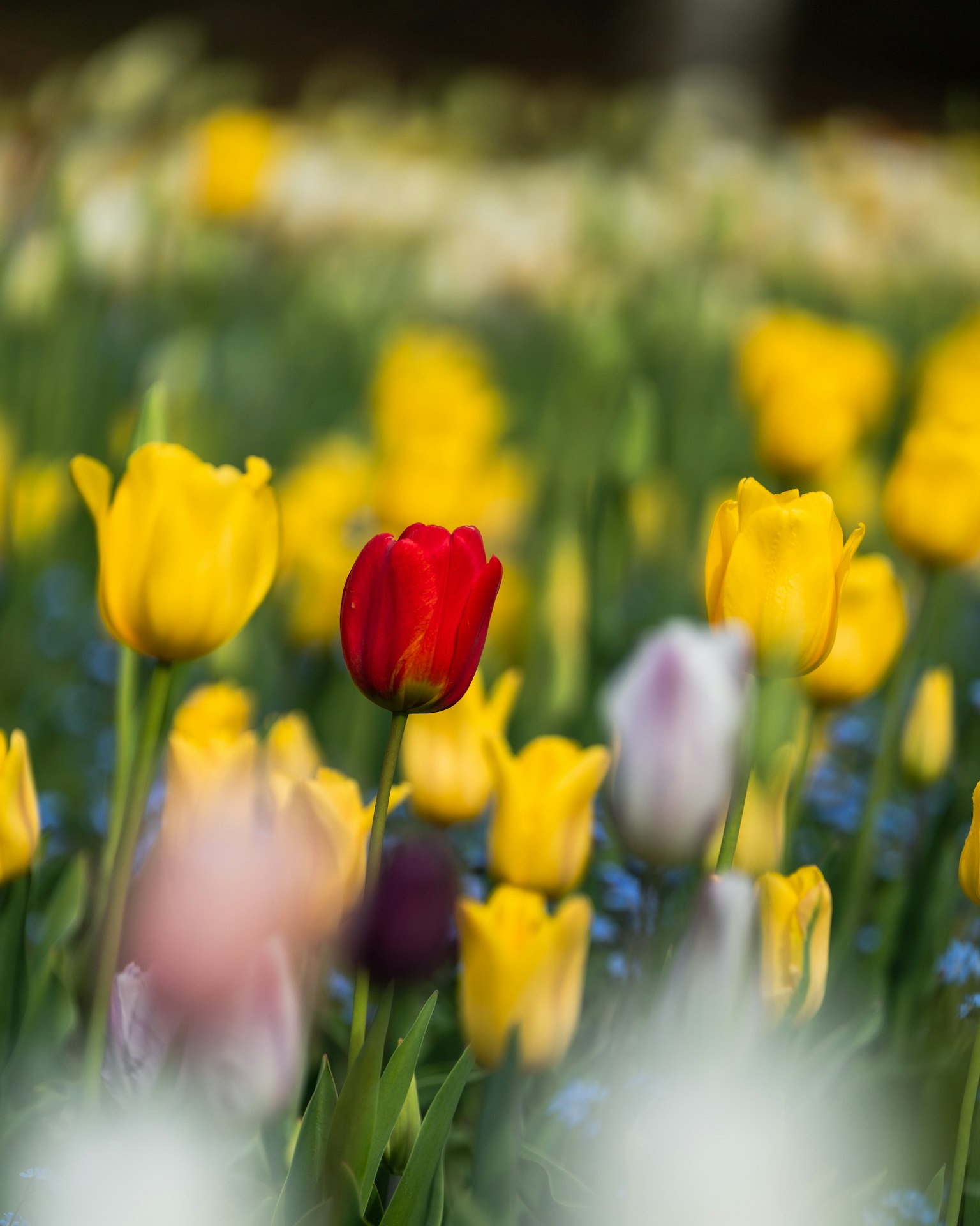 Campo di tulipani colorati con un tulipano rosso al centro