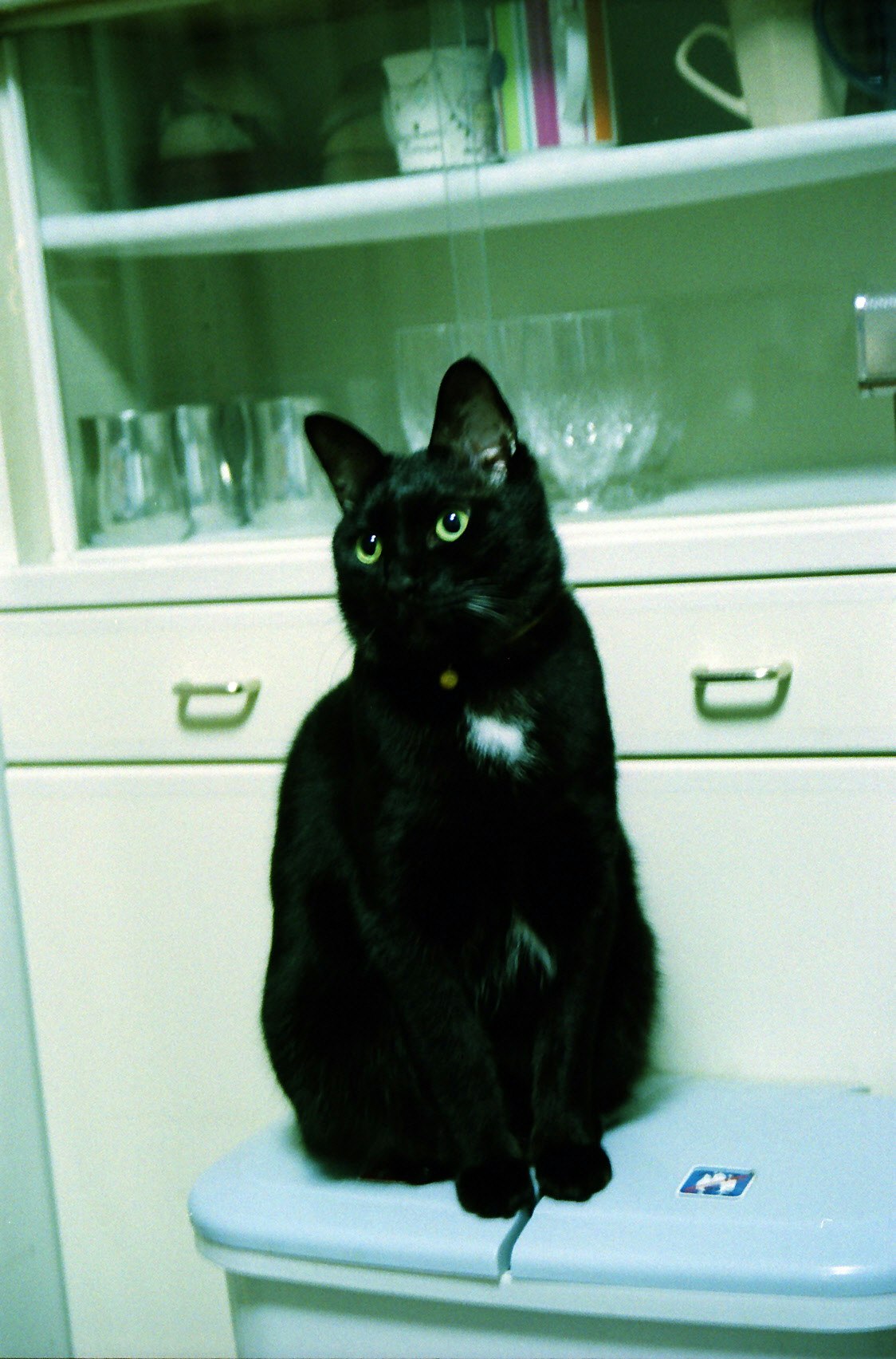 ガラス棚の前に座る黒猫