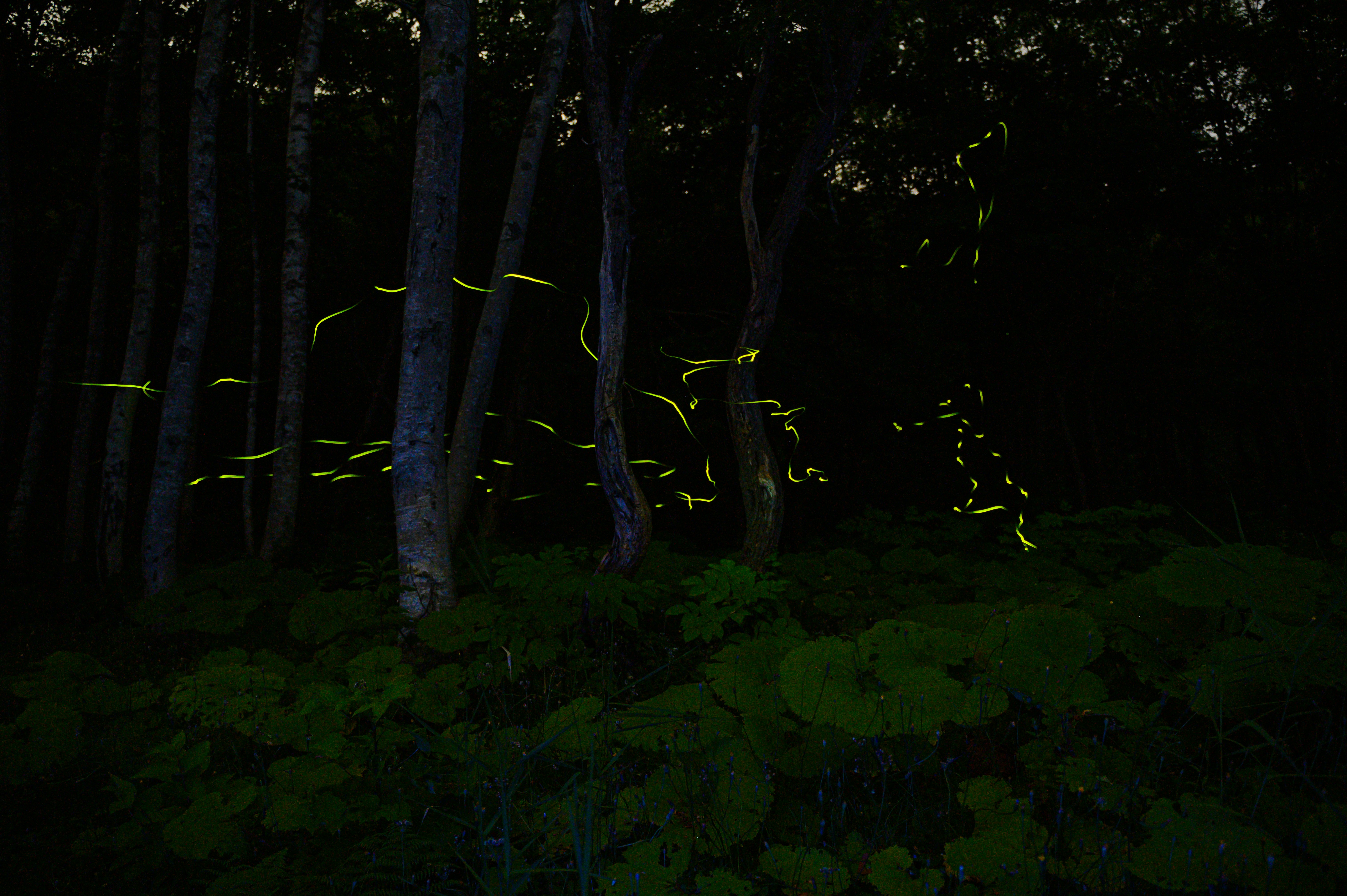 glowing firefly-like lights among trees in a dark forest