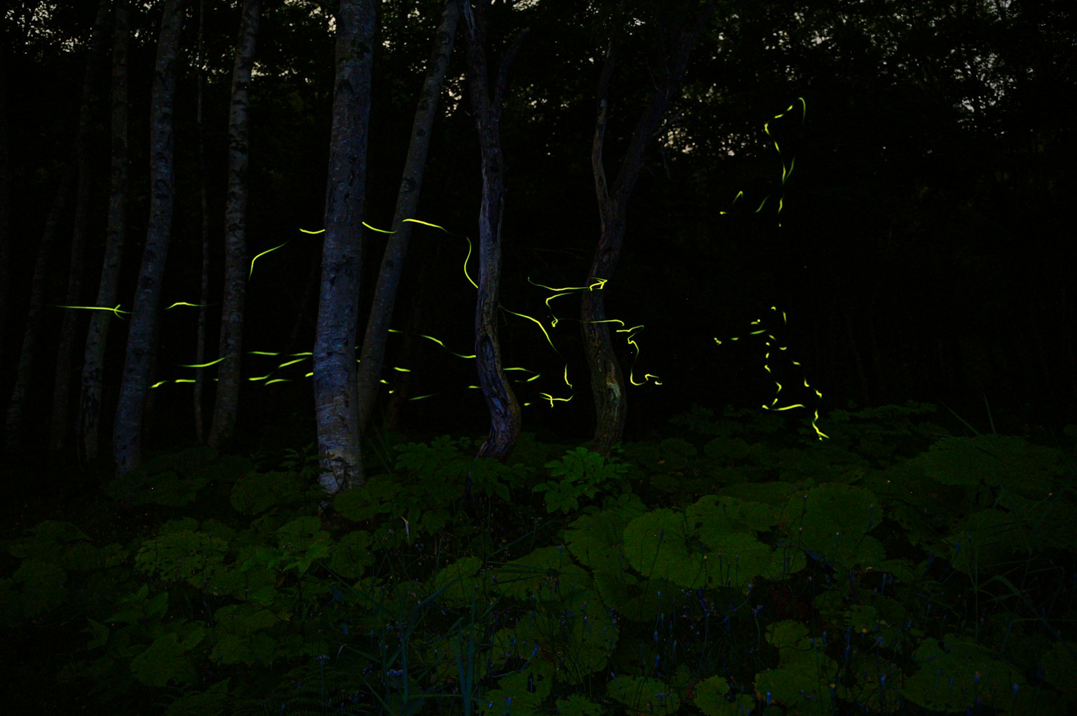 어두운 숲에서 반짝이는 반딧불이