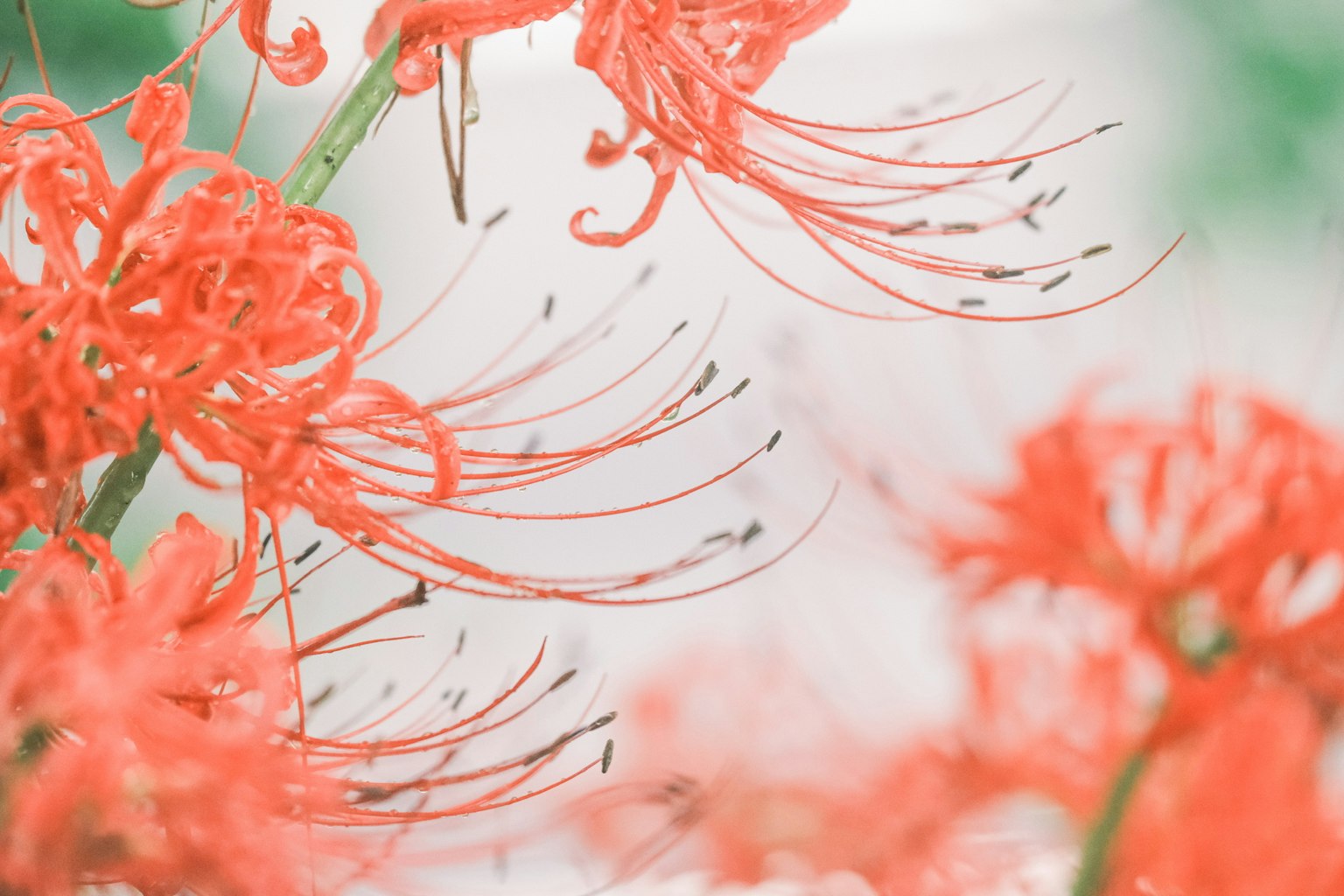 Foto close-up bunga spider lily merah menonjolkan kelopak dan benang sari tipis