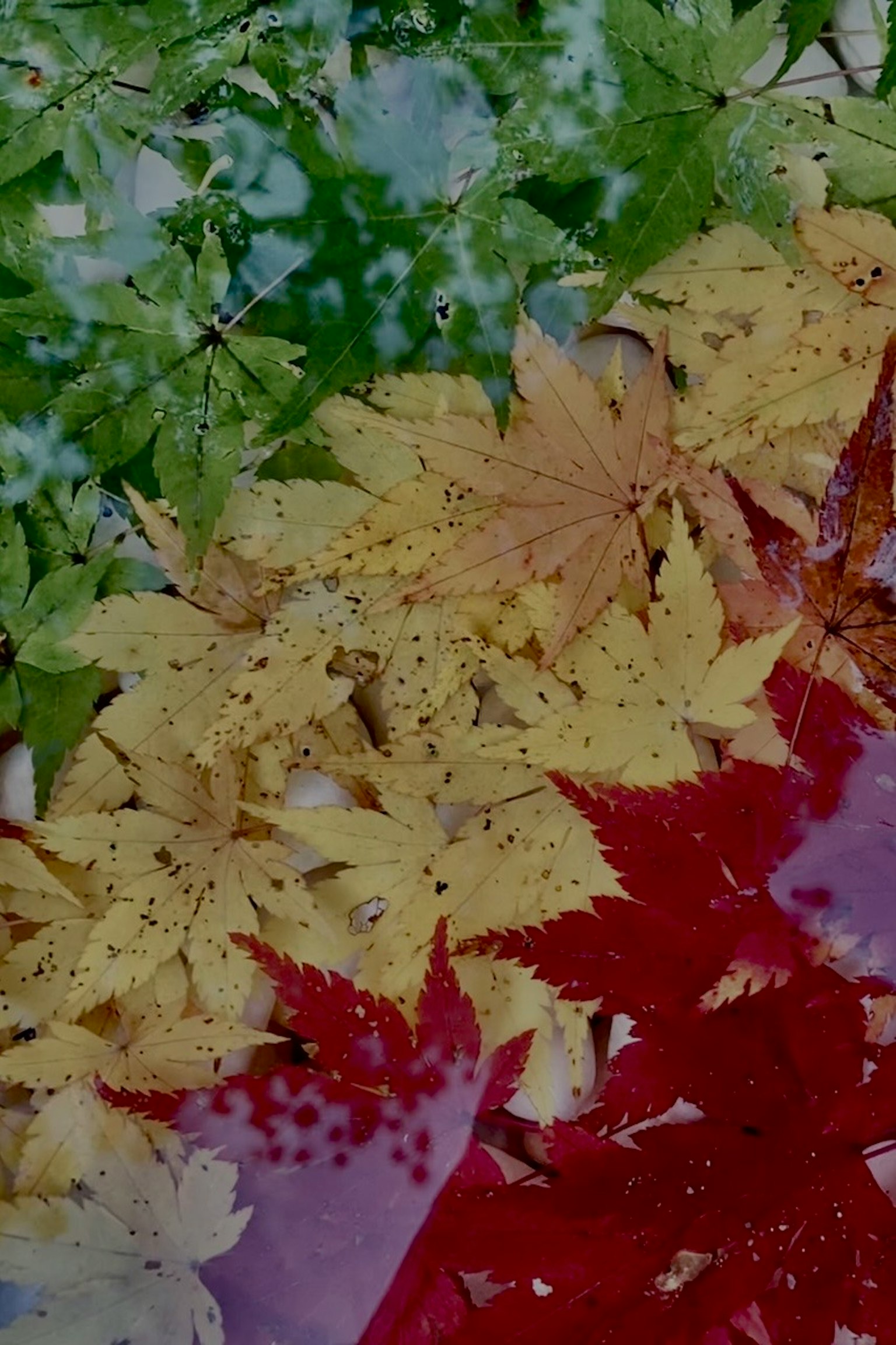 Colorful fallen leaves floating on the water surface