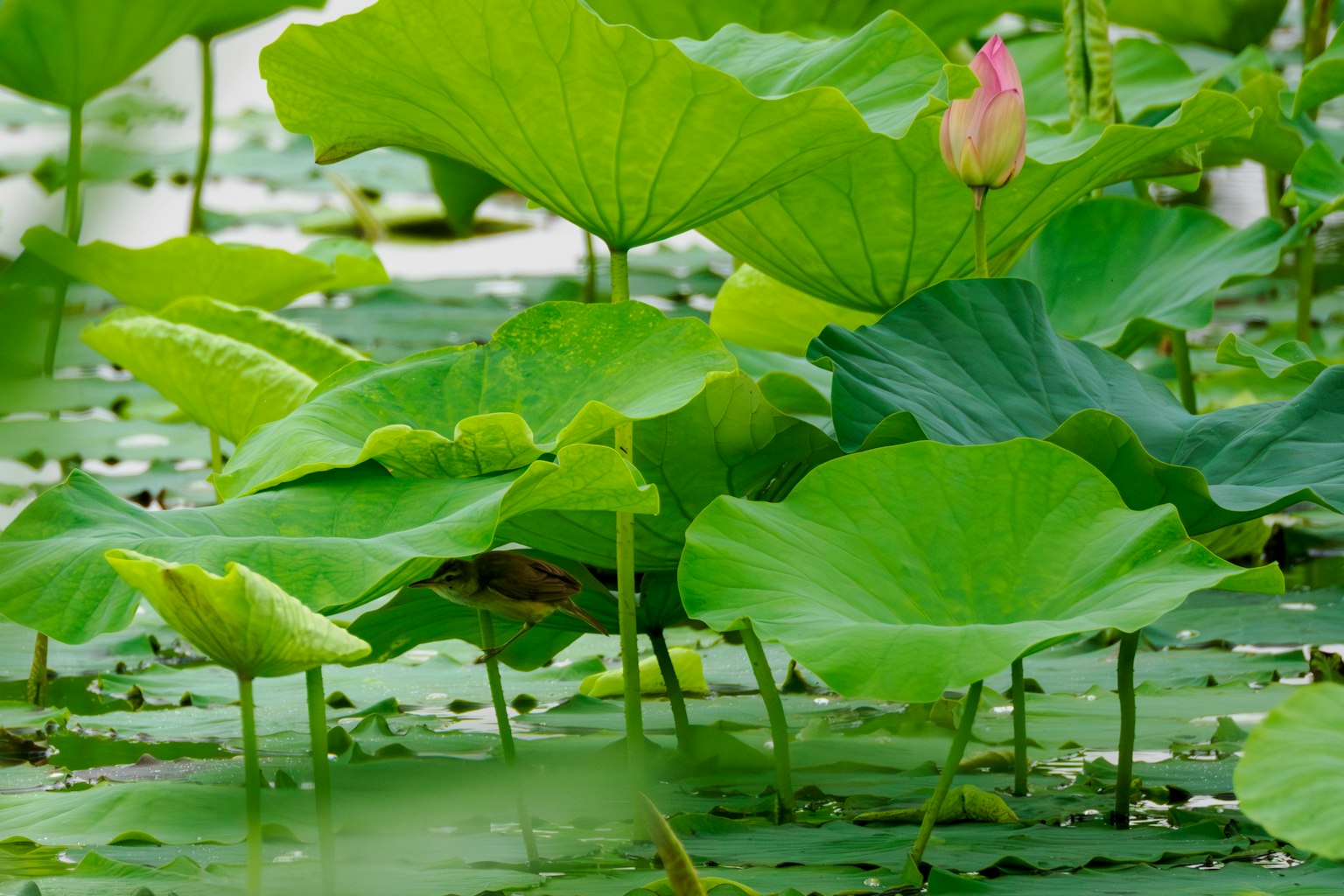 Scène magnifique de feuilles de lotus vertes et de bourgeons flottant sur l'eau