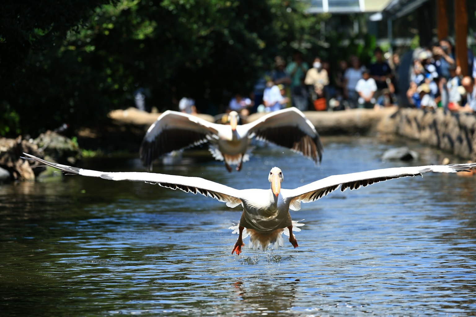 White pelican flying over water with spectators in the background